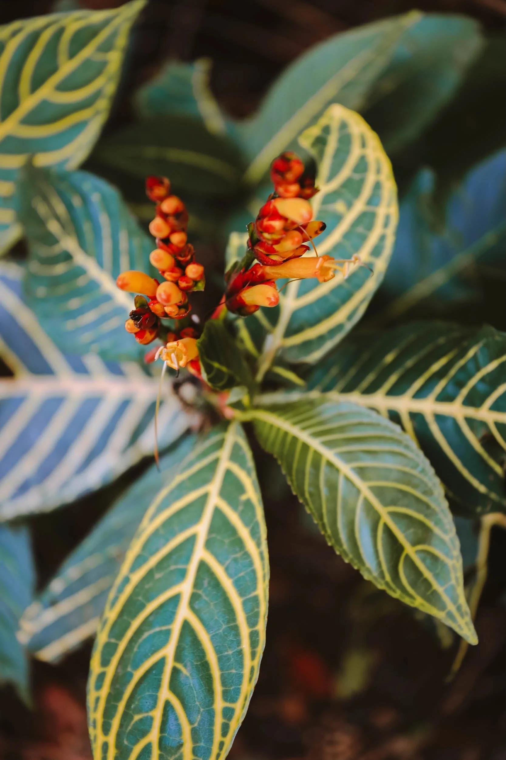 Festive - Holli Z Photography - 1.jpeg