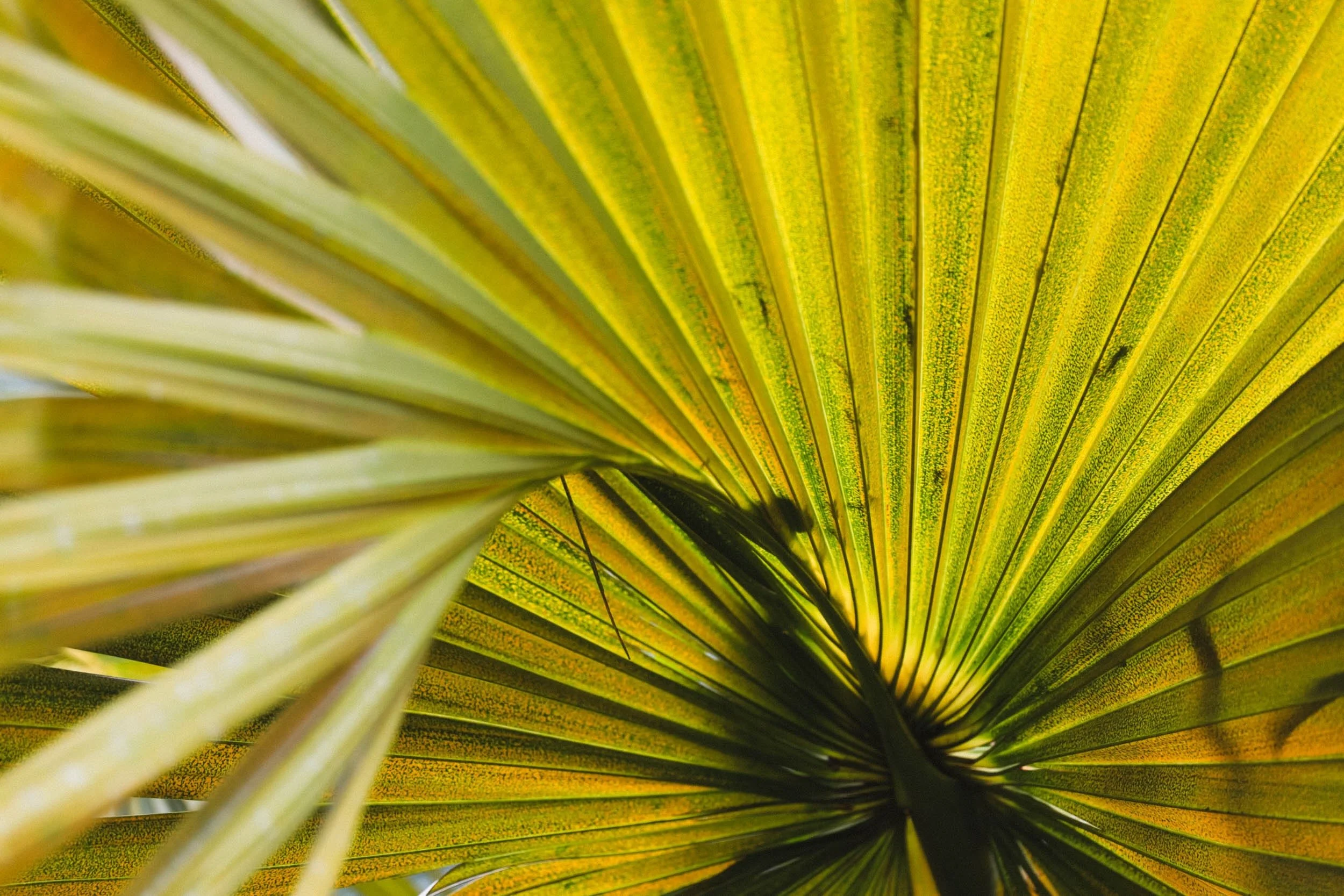 Twisted - Holli Z Photography - 1.jpeg