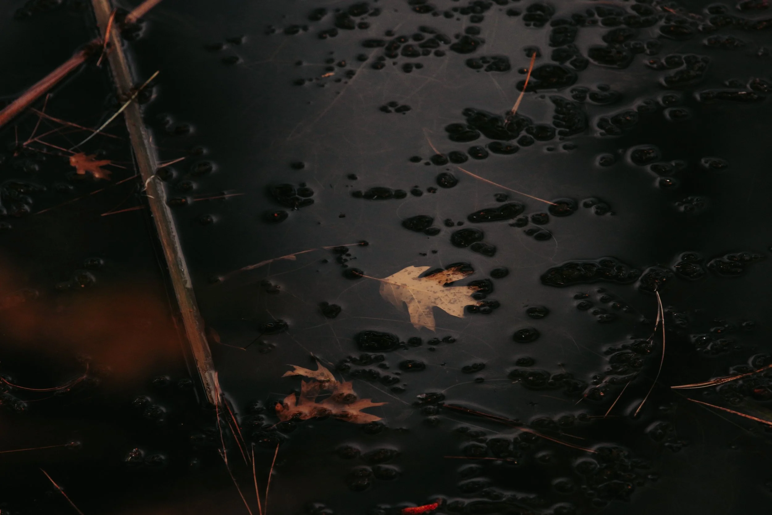 New Website Nature Favs 2022 - 32.jpeg