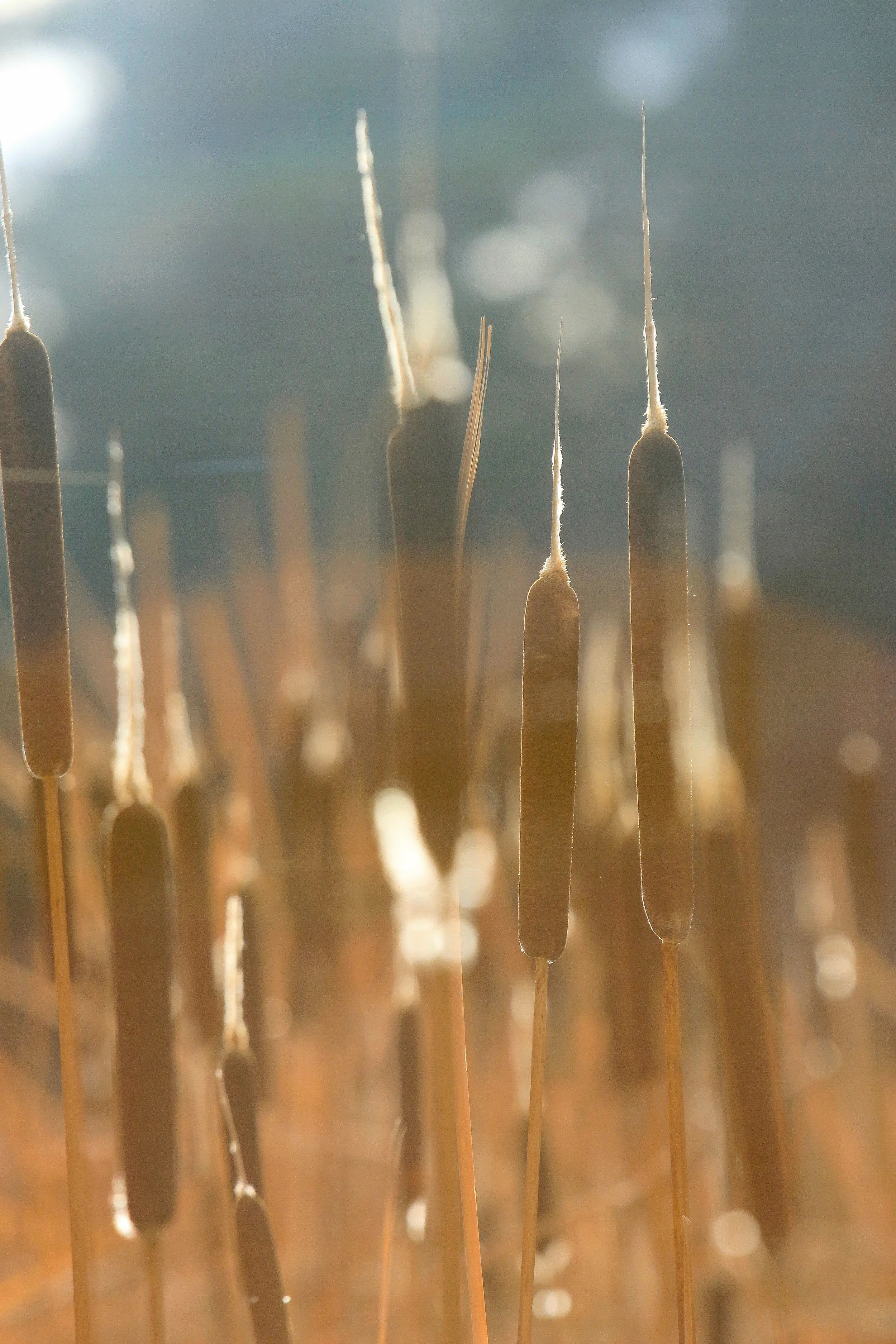 Warmth of Wind - Holli Z Photography - 1.jpeg