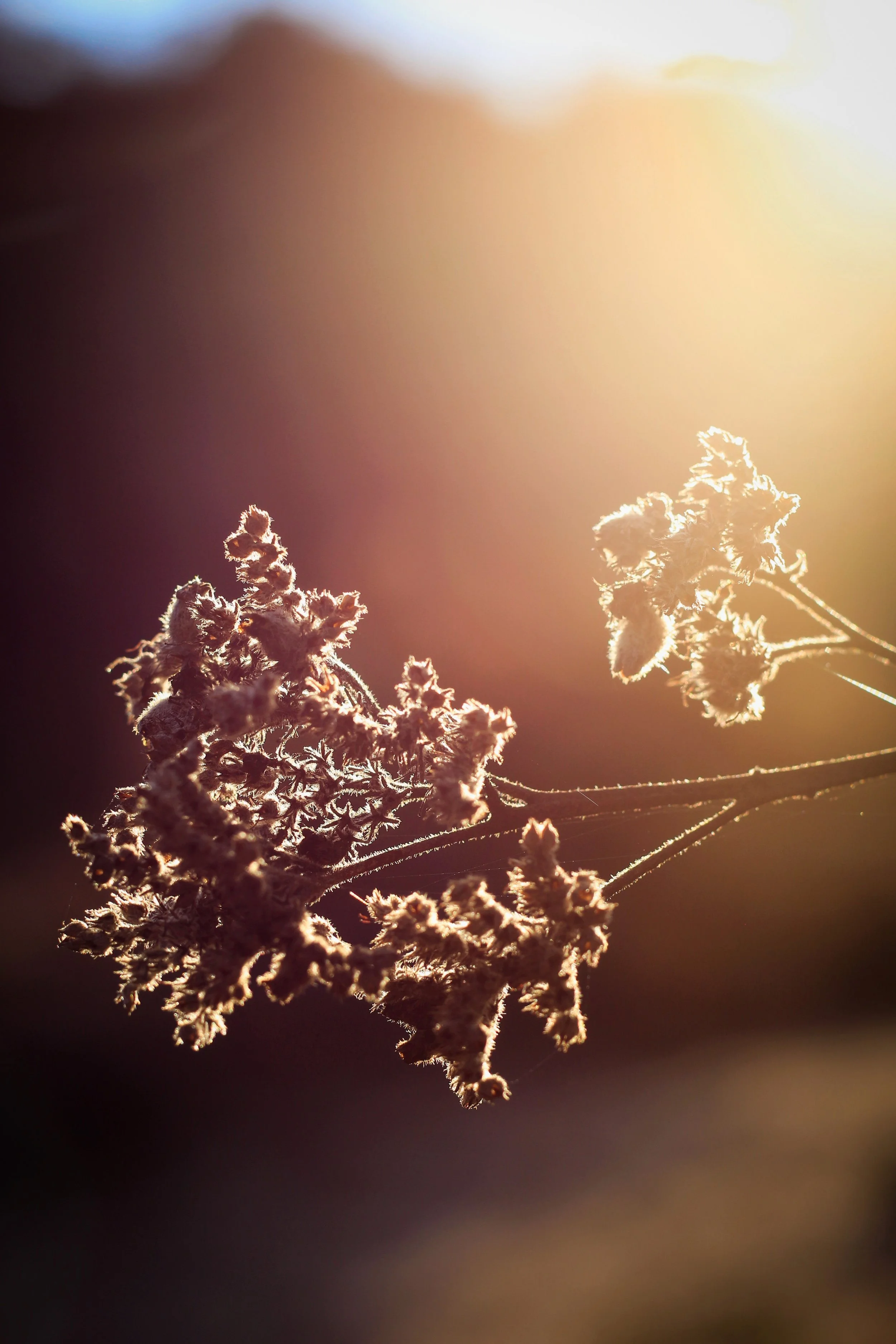 New Website Nature Favs 2022 - 19.jpeg