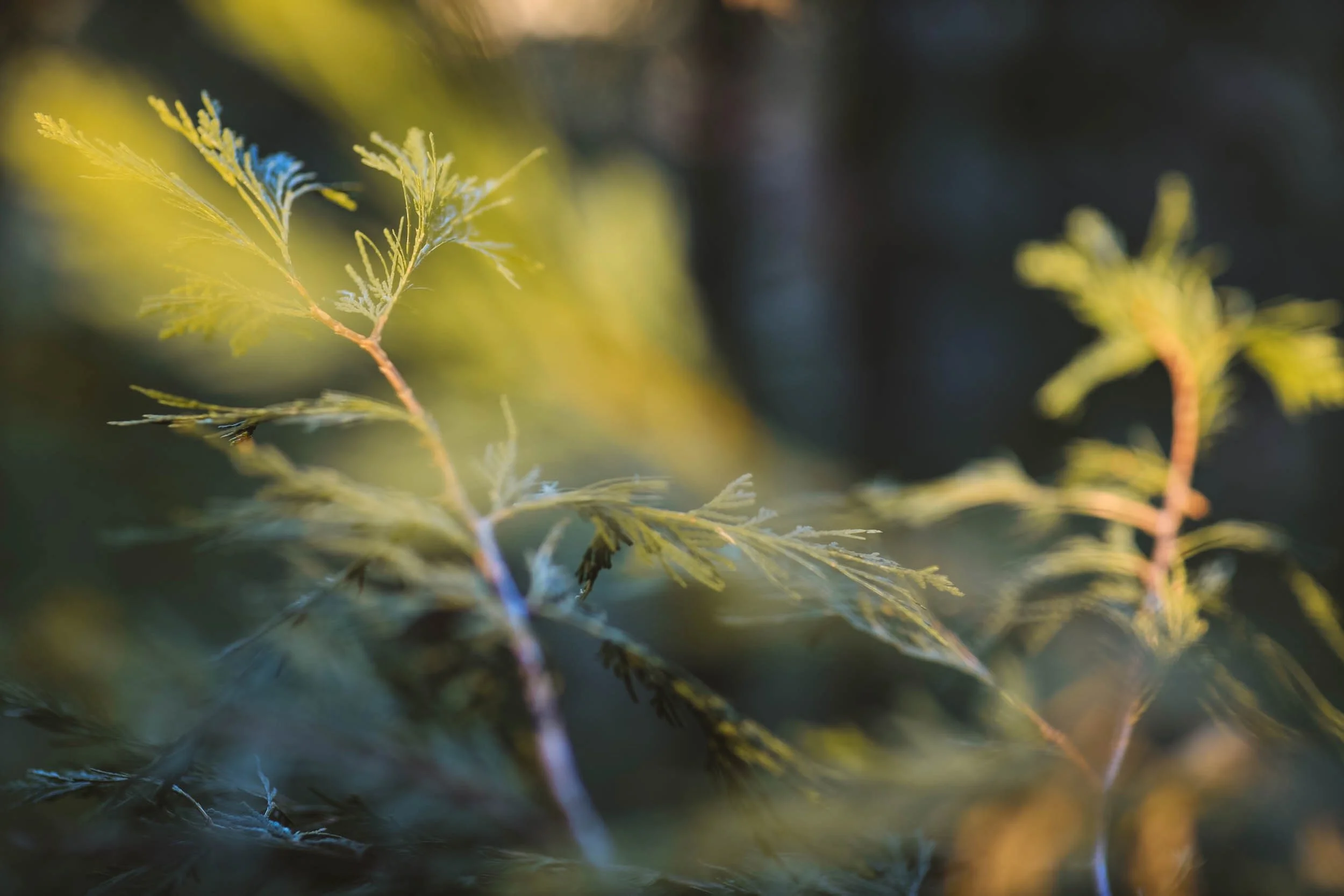 Shifting Shadows - Holli Z Photography - 8.jpeg