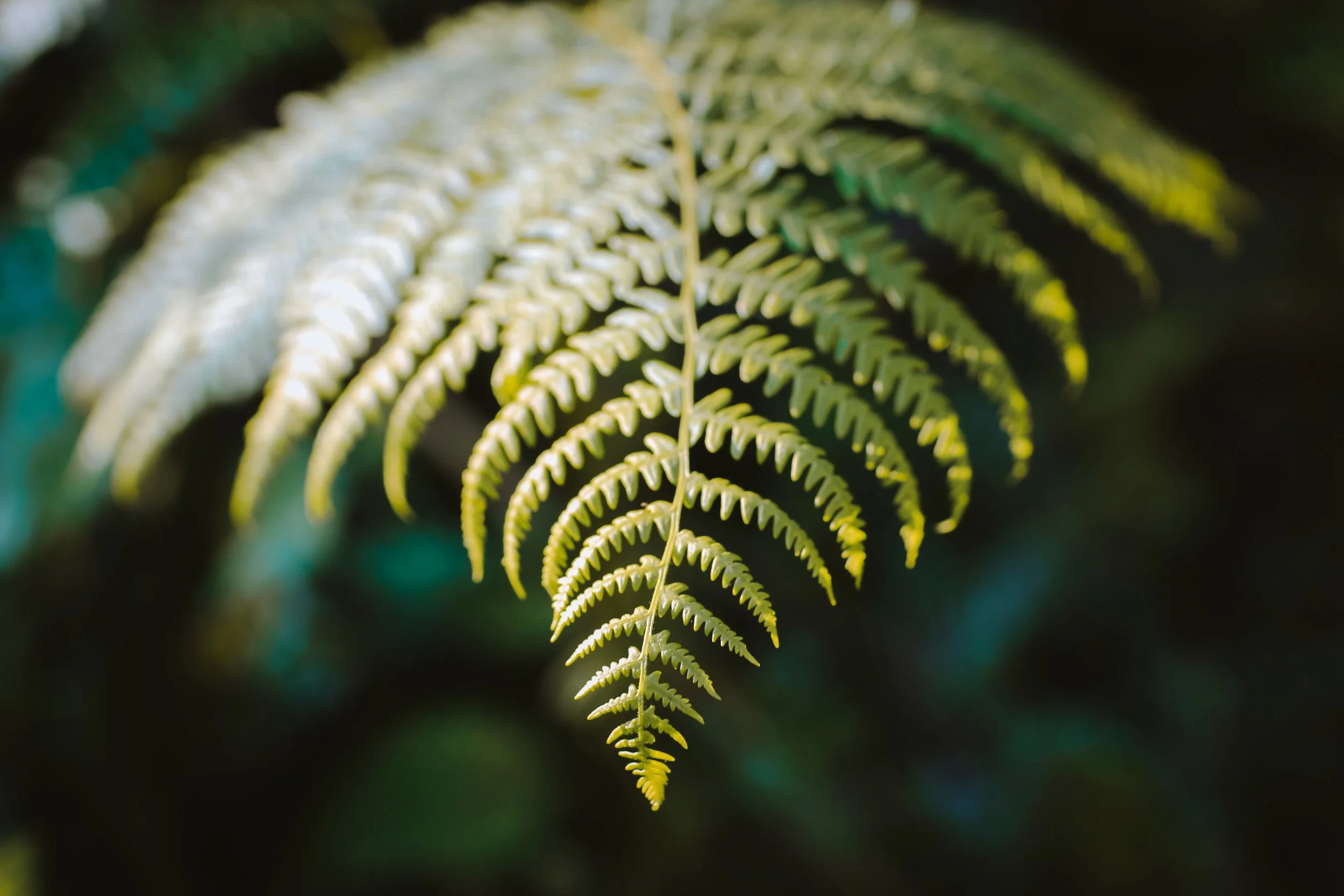 Tipping Point - Holli Z Photography - 1.jpeg