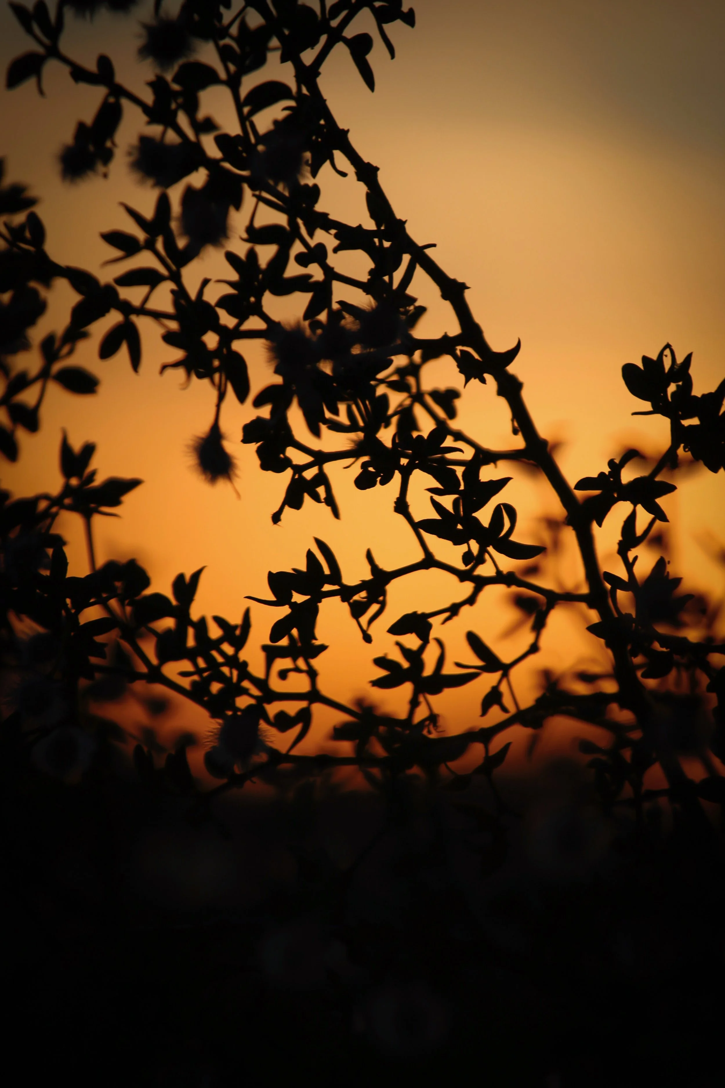 Orange Crush - Holli Z Photography - 1.jpeg