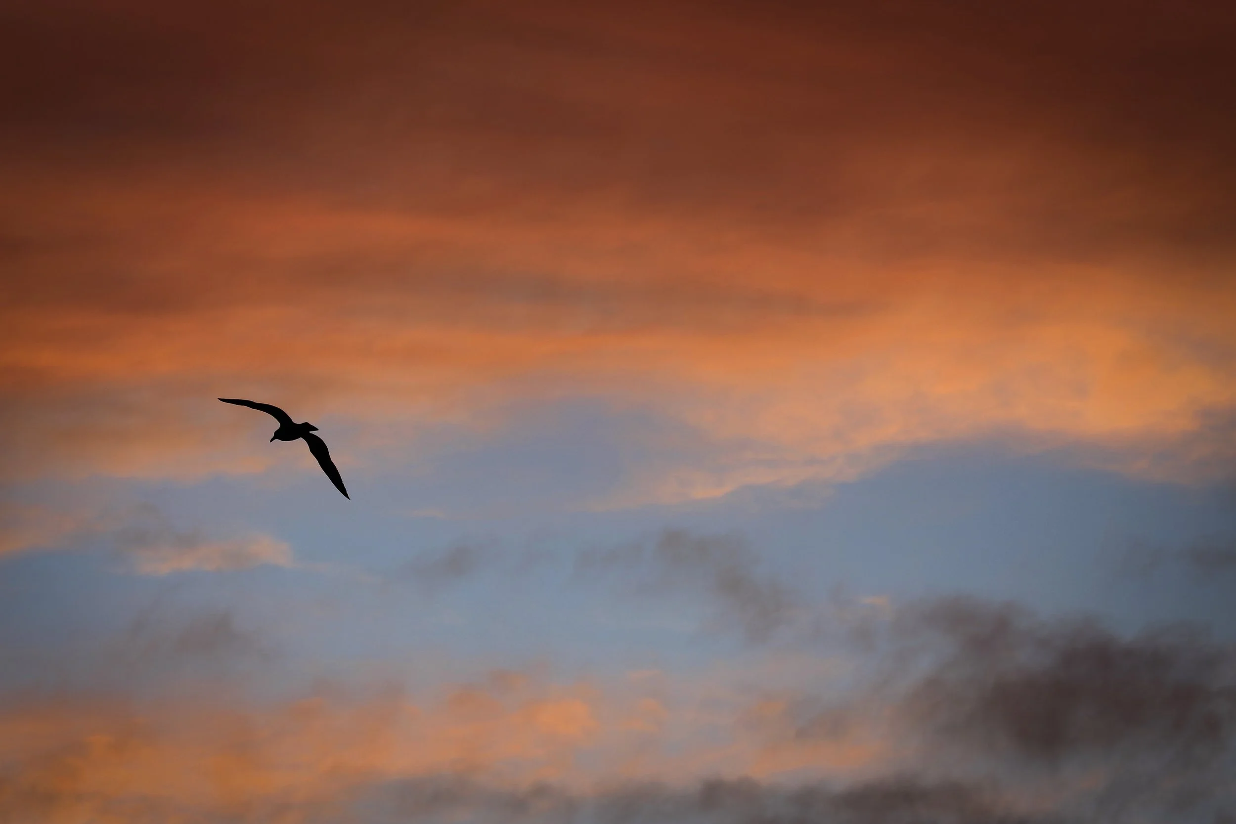 New Website Nature Favs 2022 - 20.jpeg