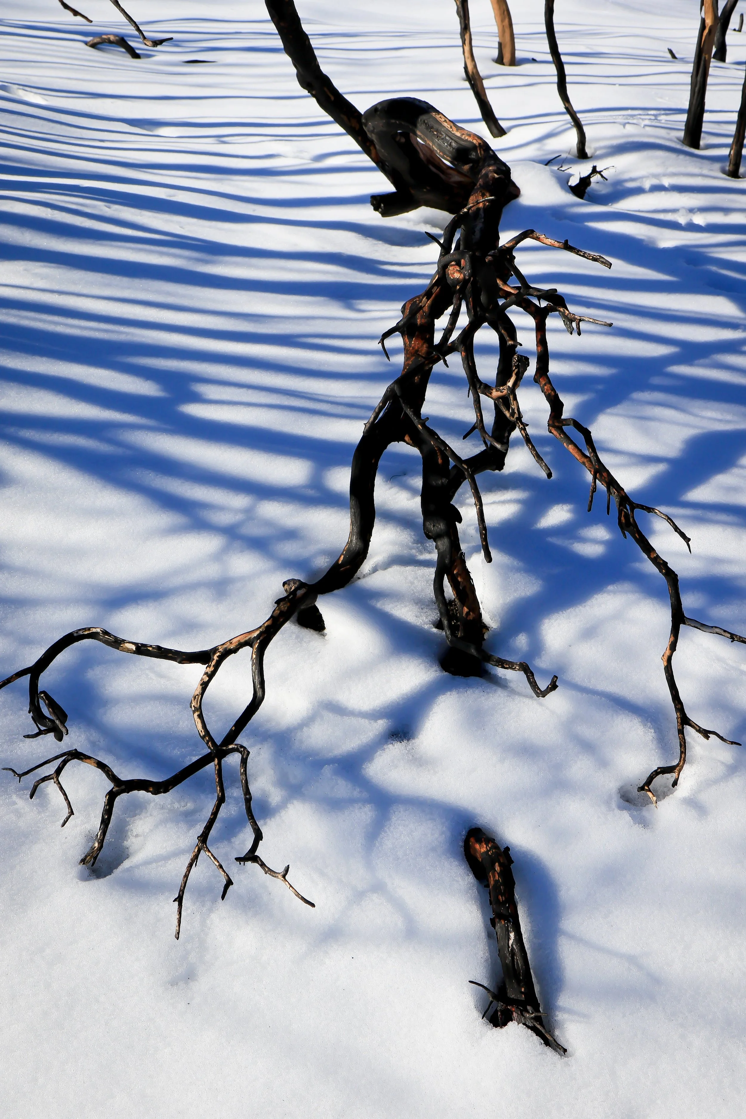 New Website Nature Favs 2022 - 16.jpeg