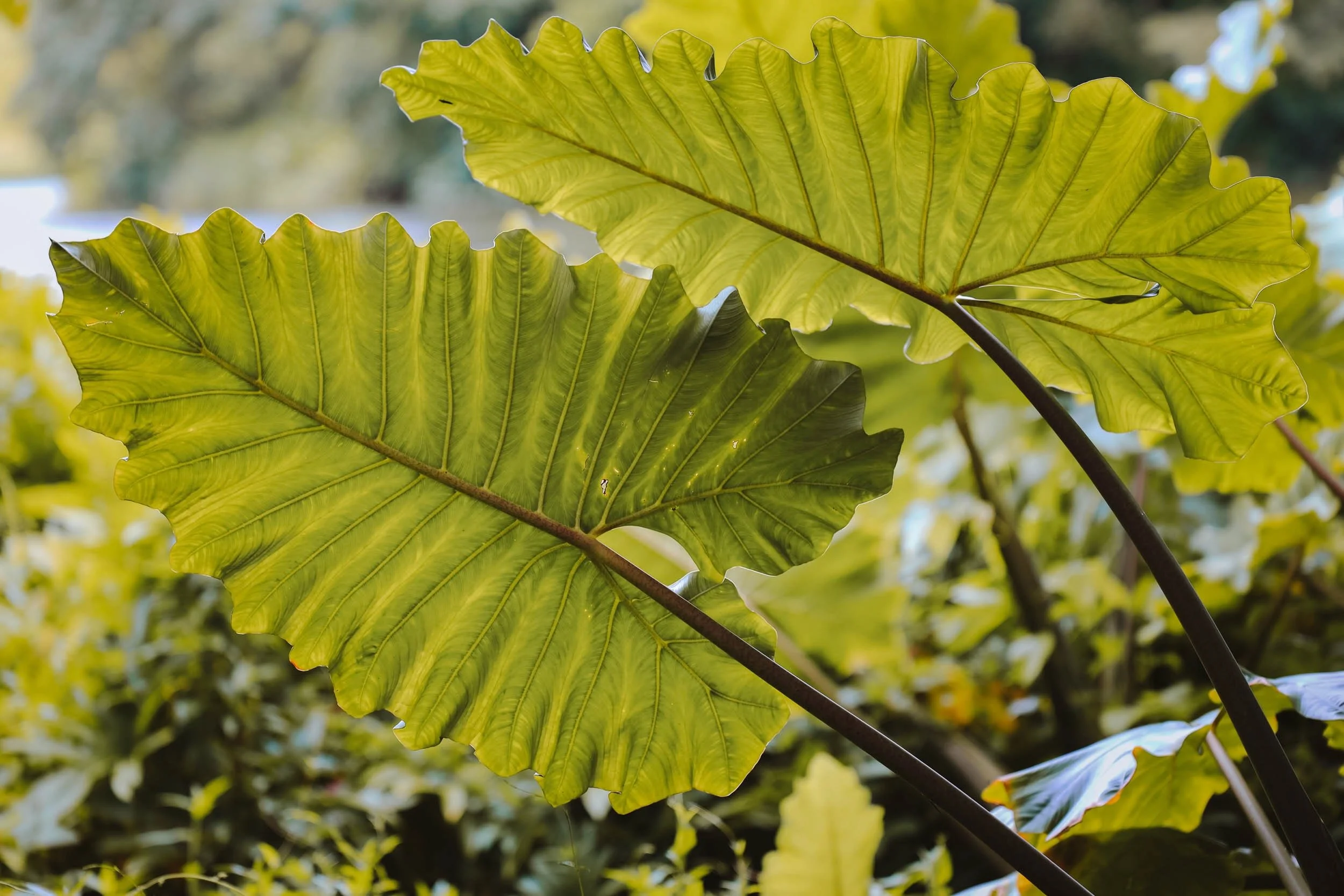 Painted - Holli Z Photography - 1.jpeg