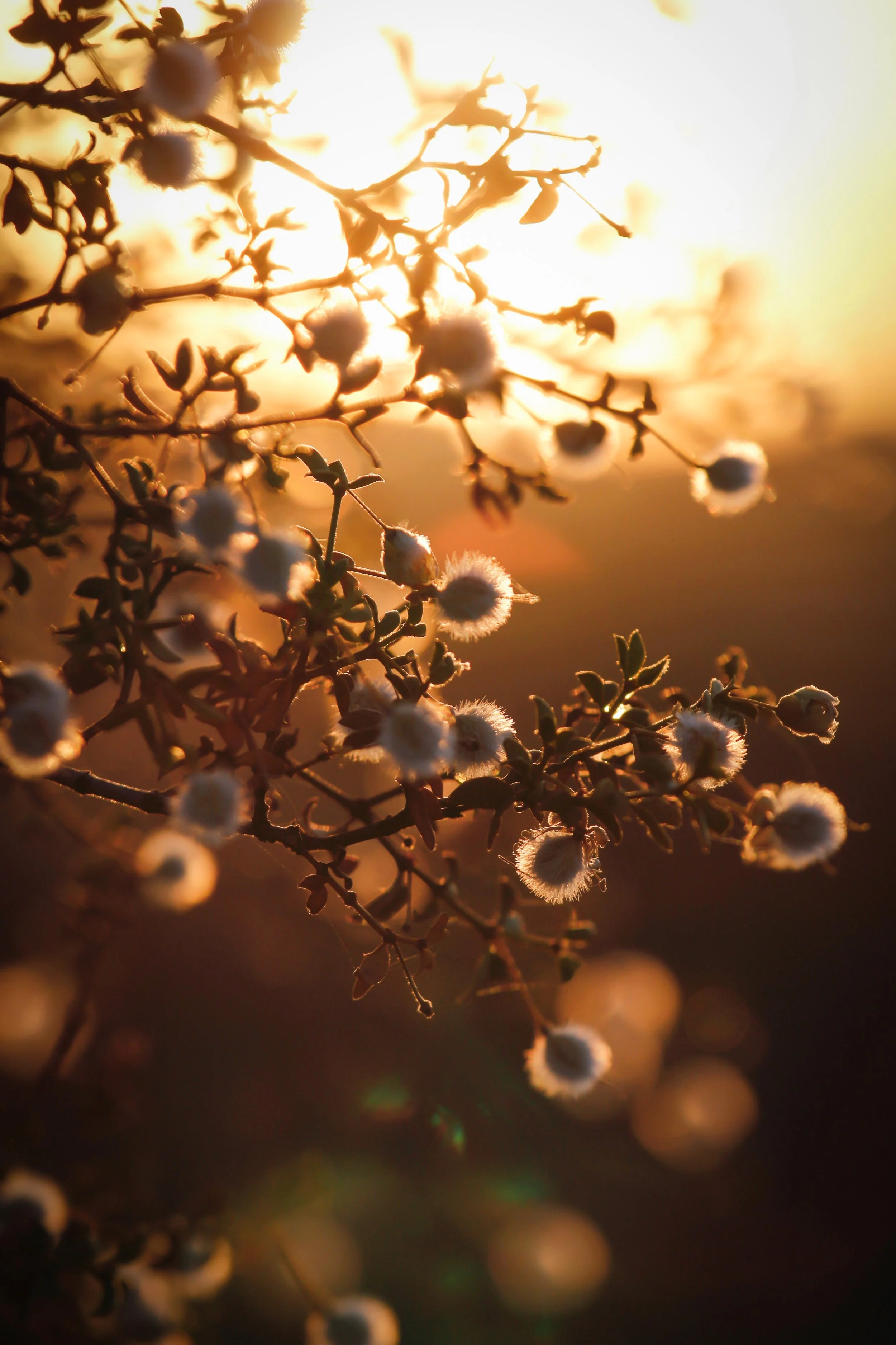 New Website Nature Favs 2022 - 25.jpeg