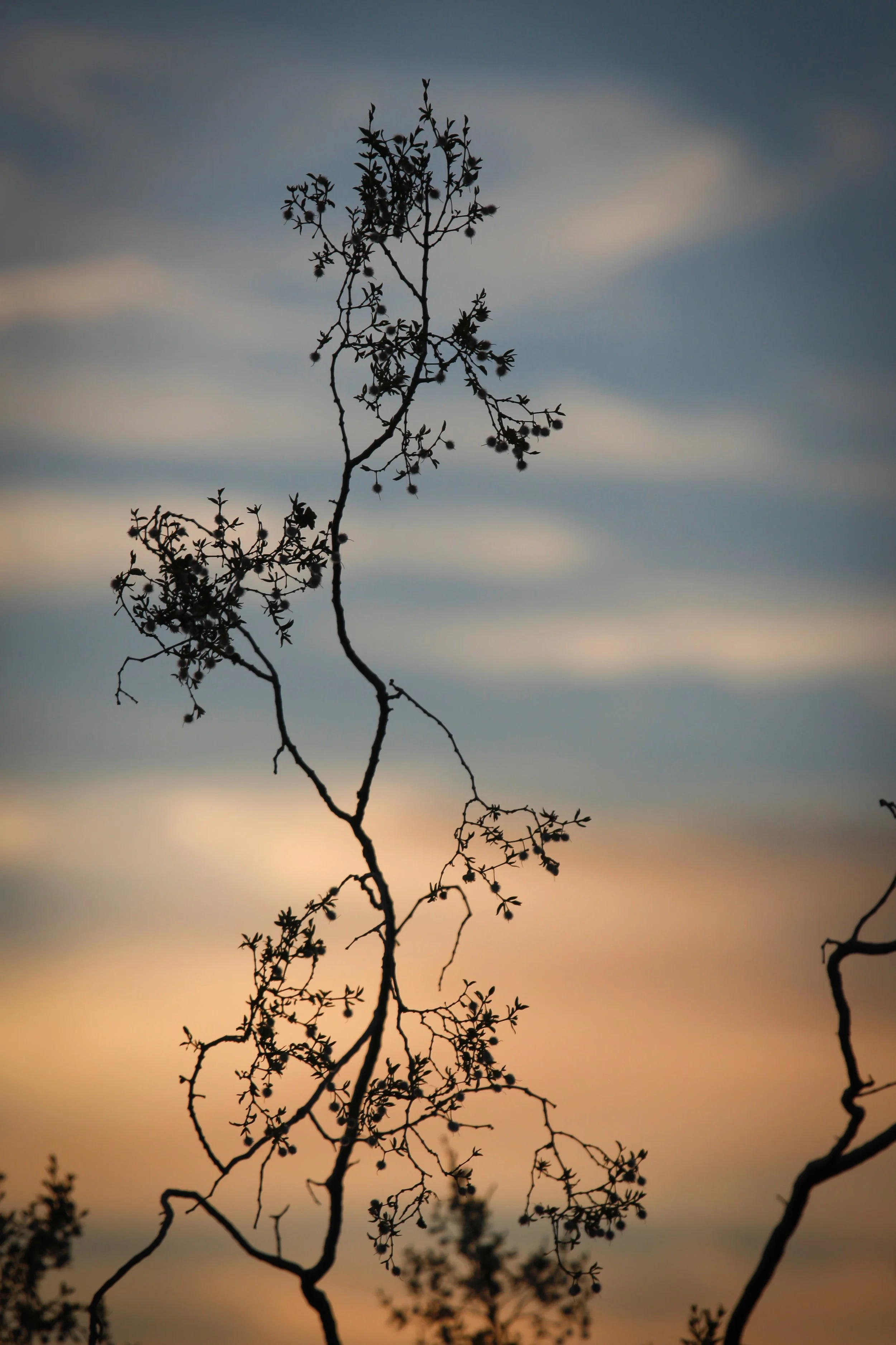 Reach Out - Holli Z Photography - 1.jpeg