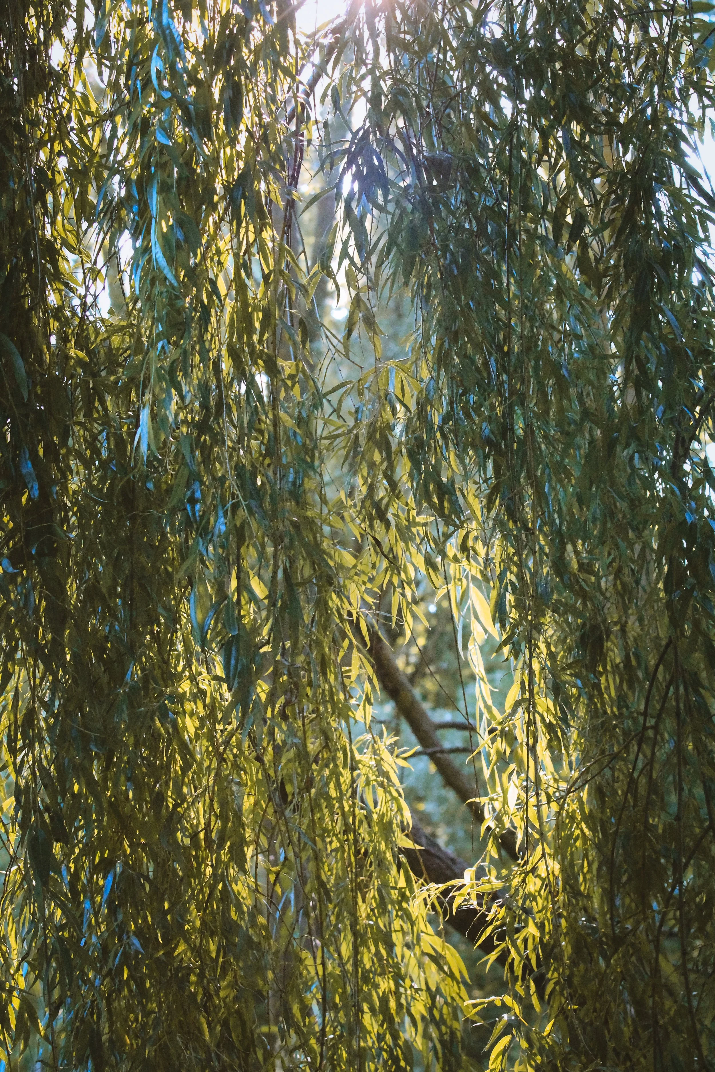 Fall Away - Holli Z Photography - 1.jpeg