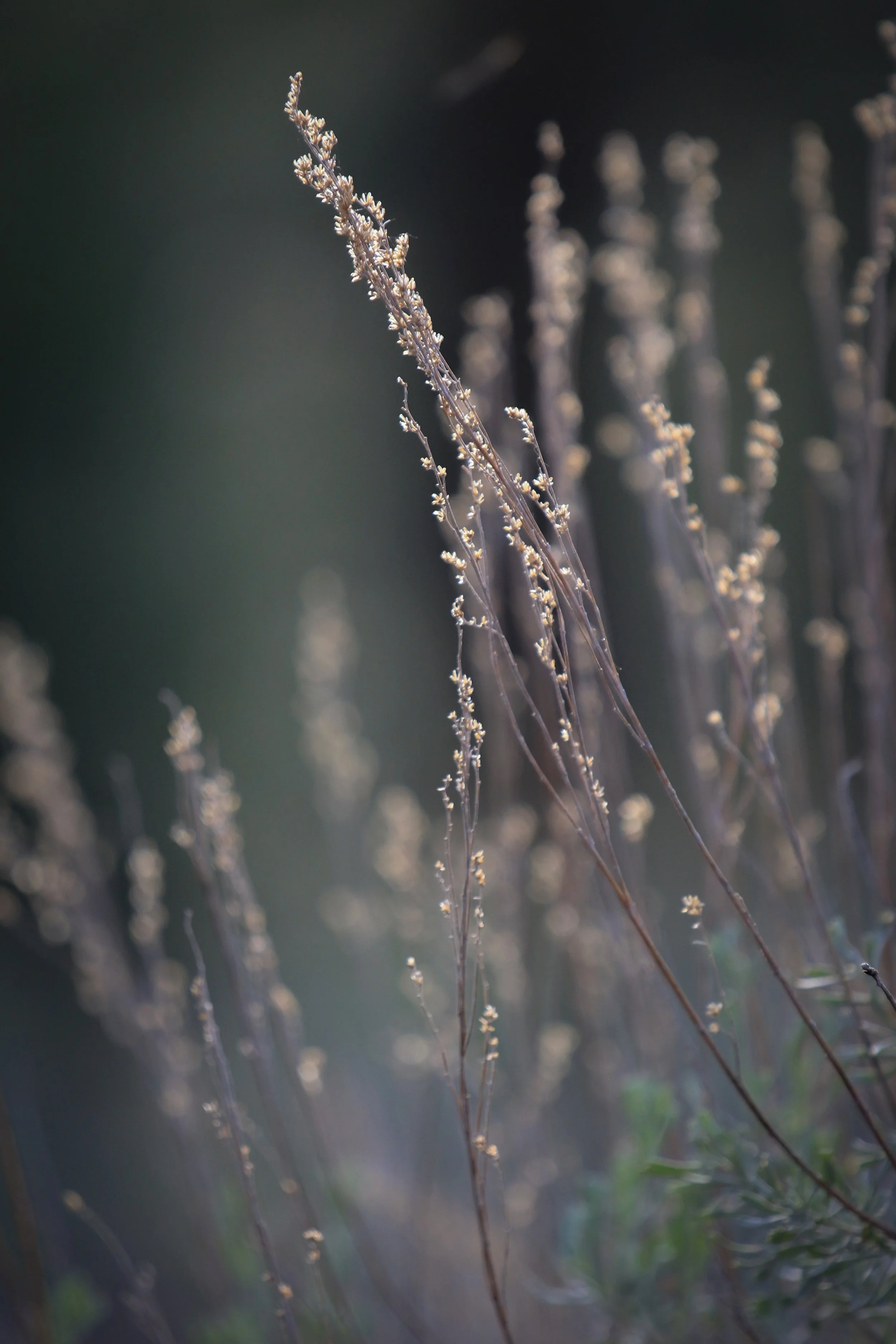 New Website Nature Favs 2022 - 22.jpeg