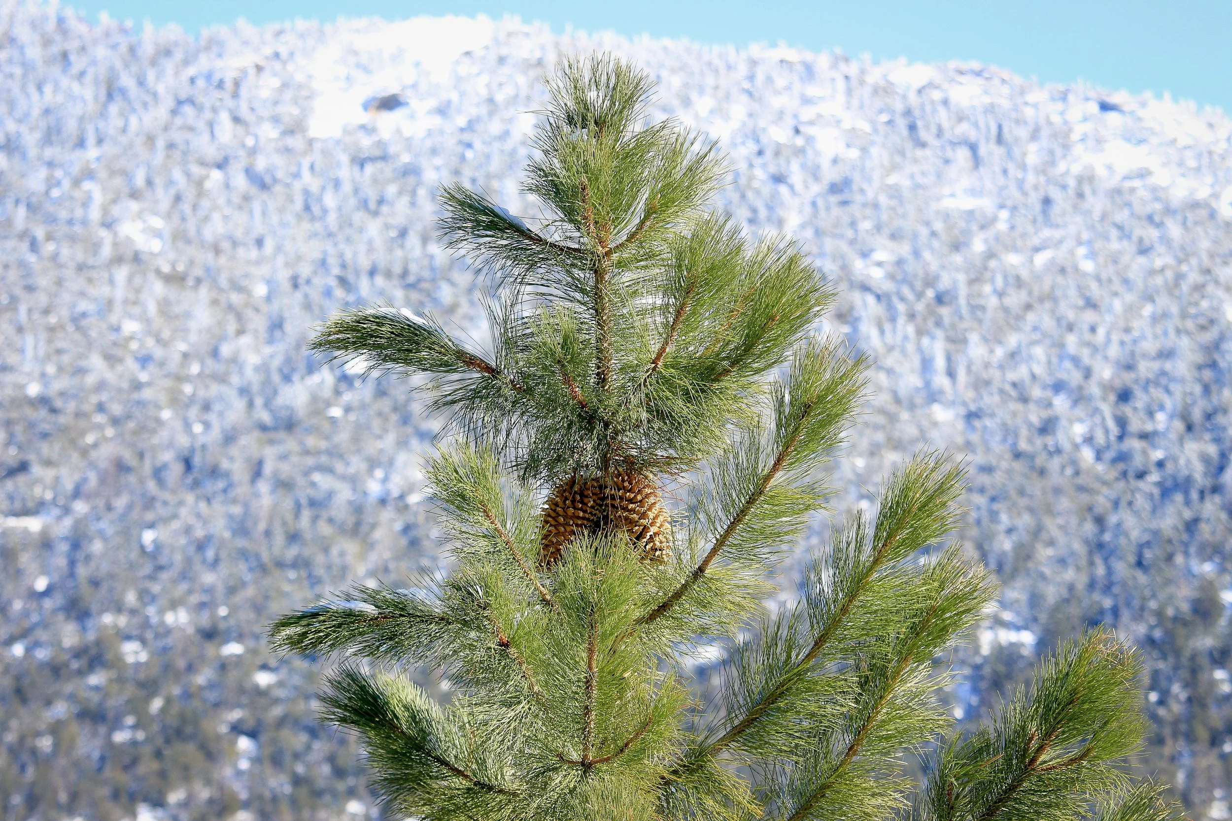 New Website Nature Favs 2022 - 13.jpeg