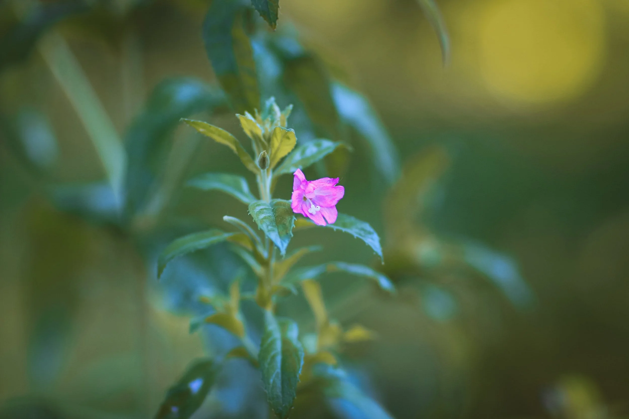 Tiny Treasure - Holli Z Photography - 1.jpeg