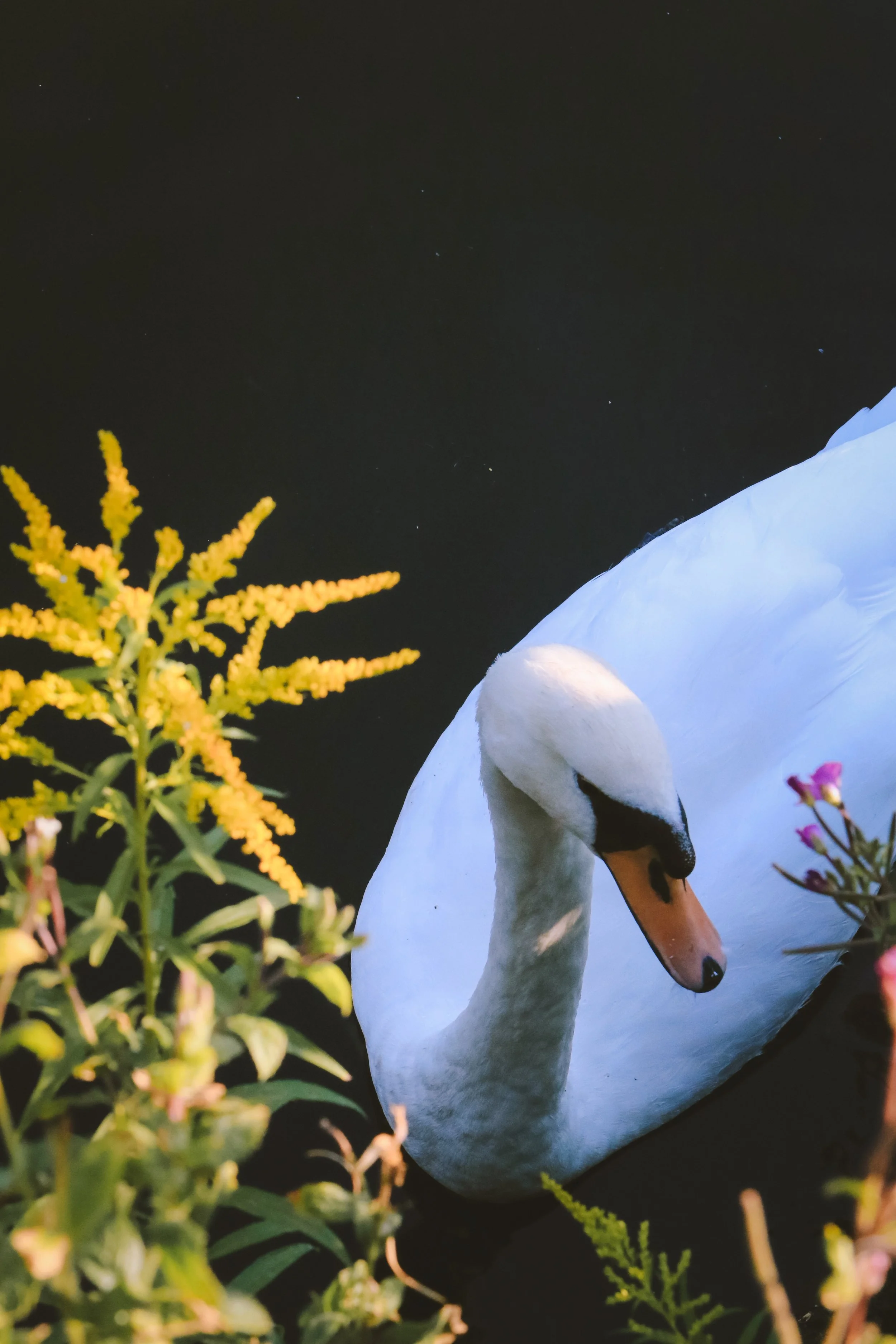 Swanning About - Holli Z Photography - 1.jpeg