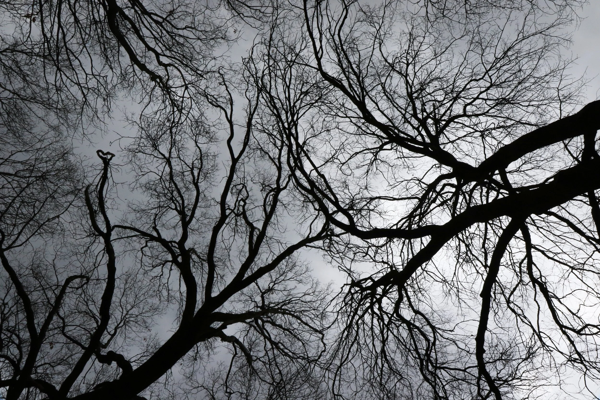 New Website Nature Favs 2022 - 2.jpeg