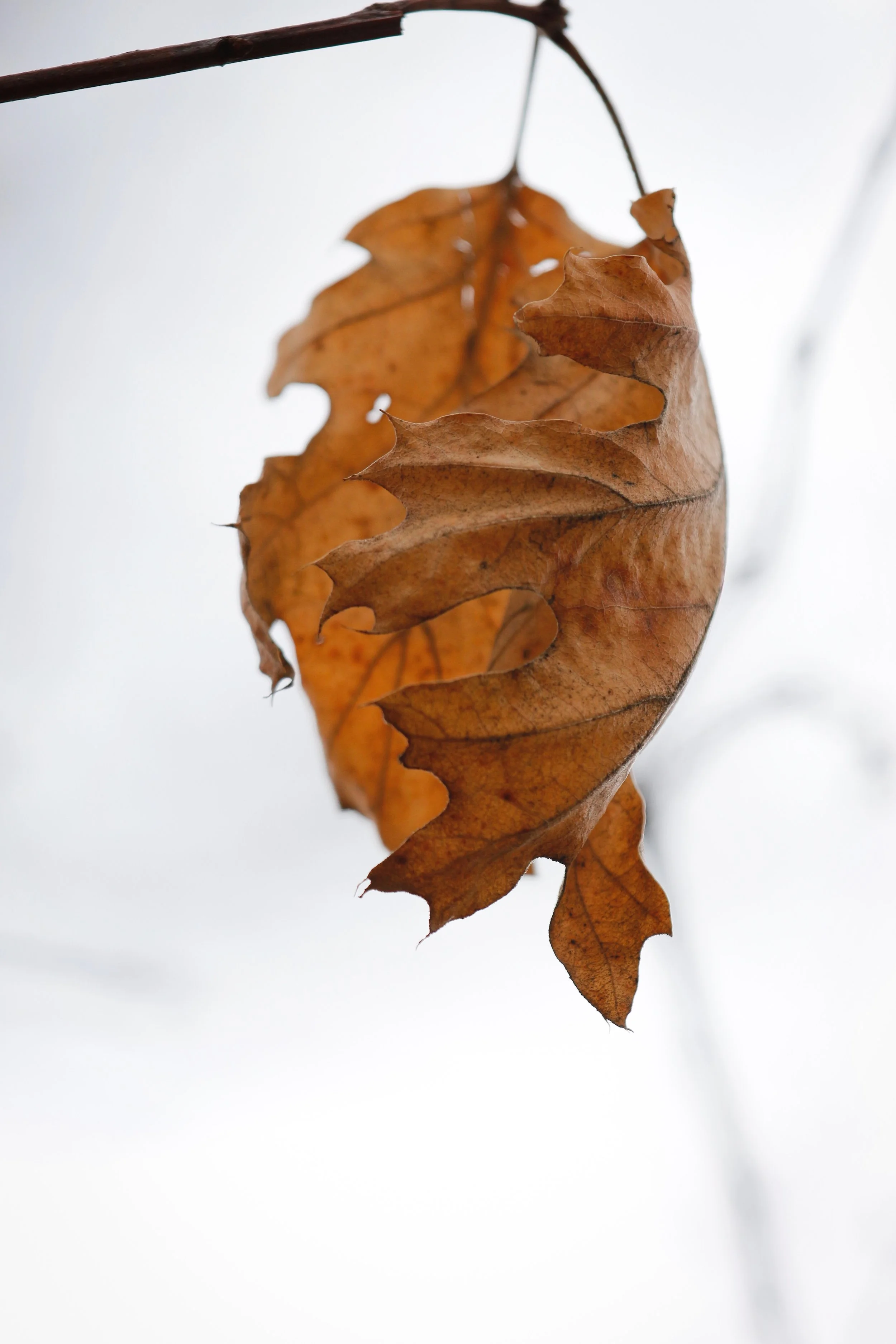 New Website Nature Favs 2022 - 4.jpeg