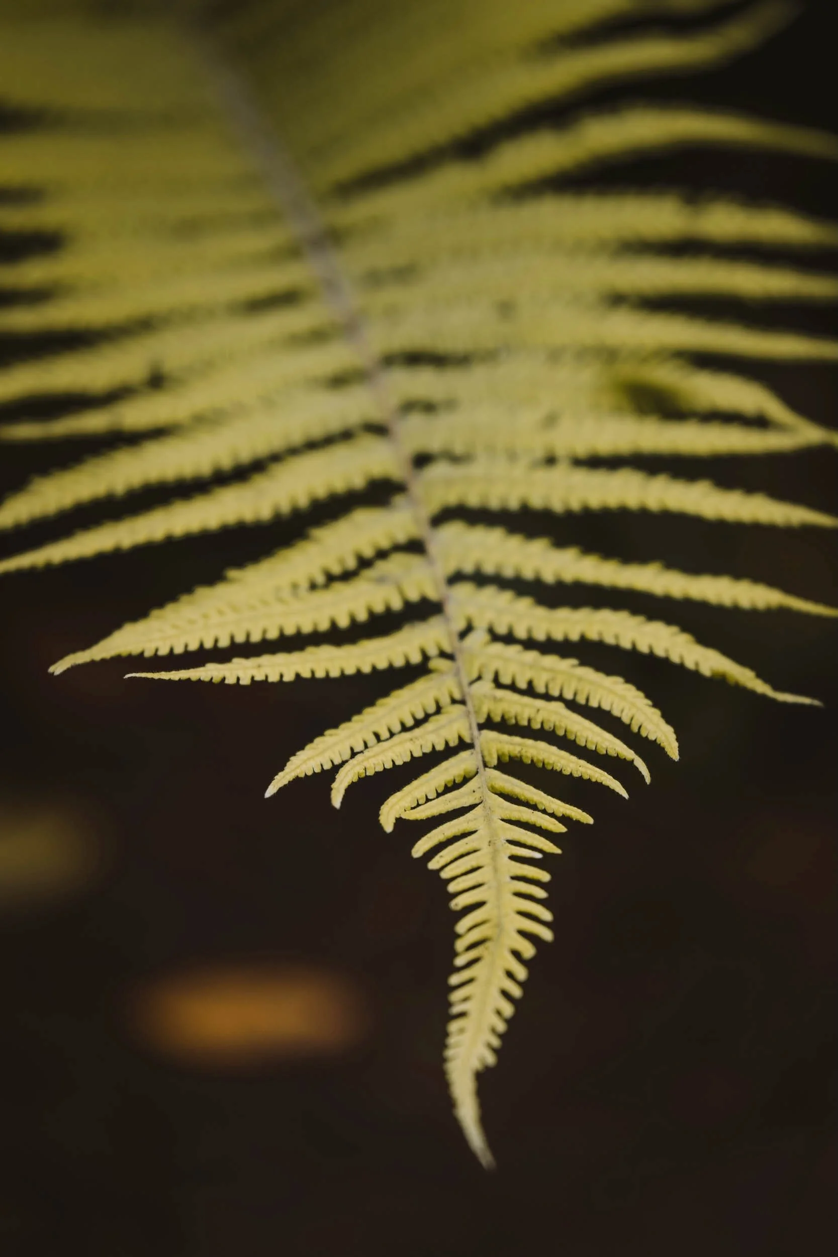 Take my hand - Holli Z Photography - 1.jpeg