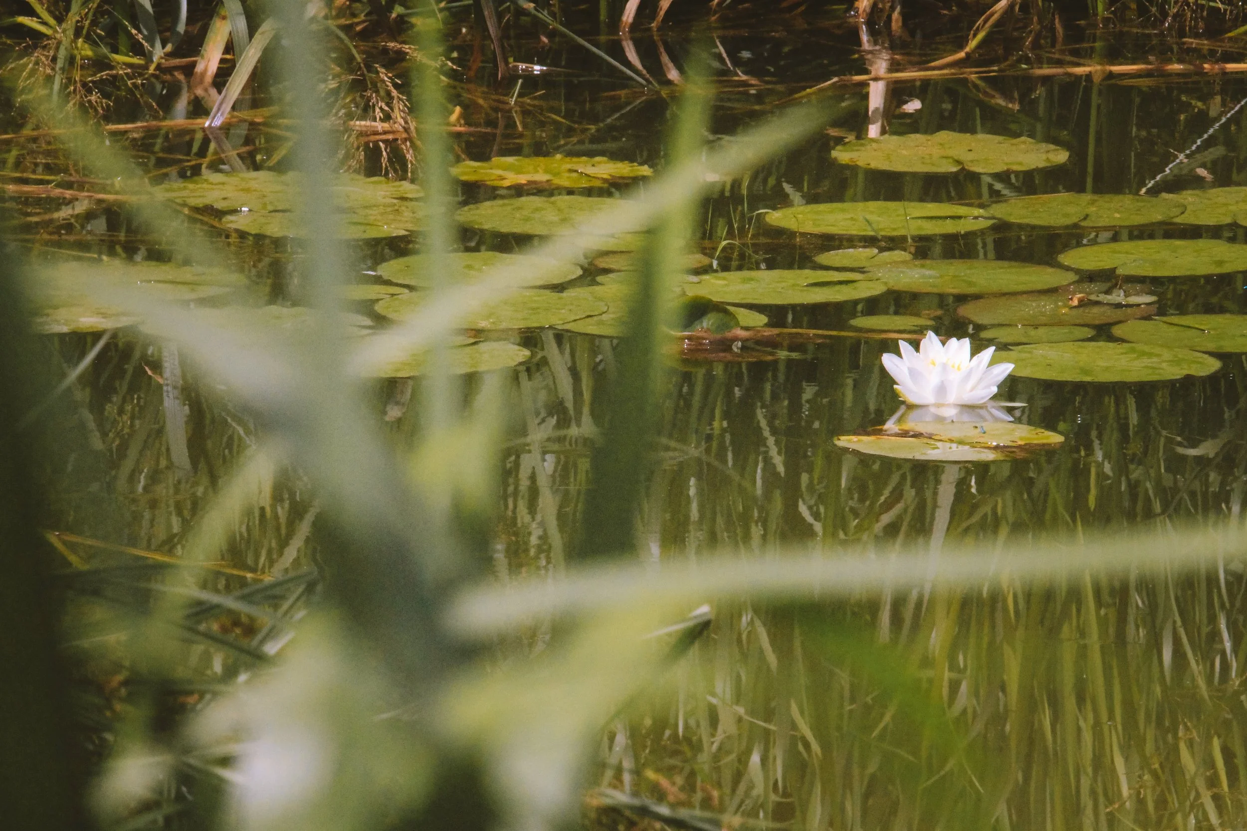 Lily of the Mill Pond- Holli Z Photogray - 1.jpeg