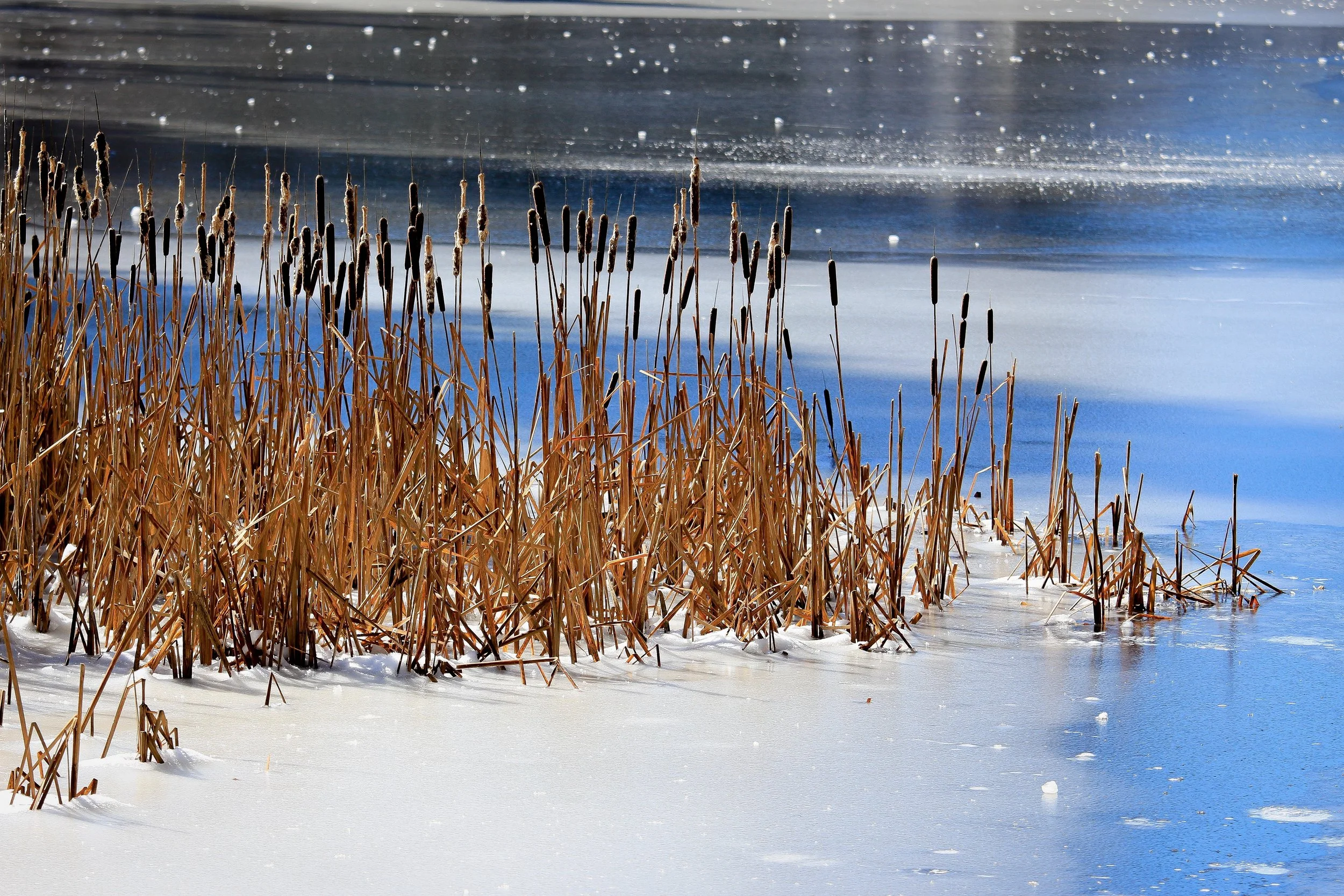 New Website Nature Favs 2022 - 11.jpeg