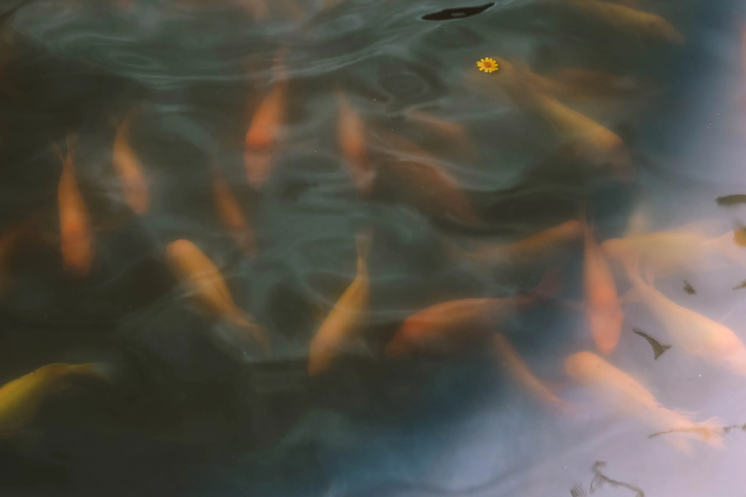 Surface Pattern - Holli Z Photography - 1.jpeg