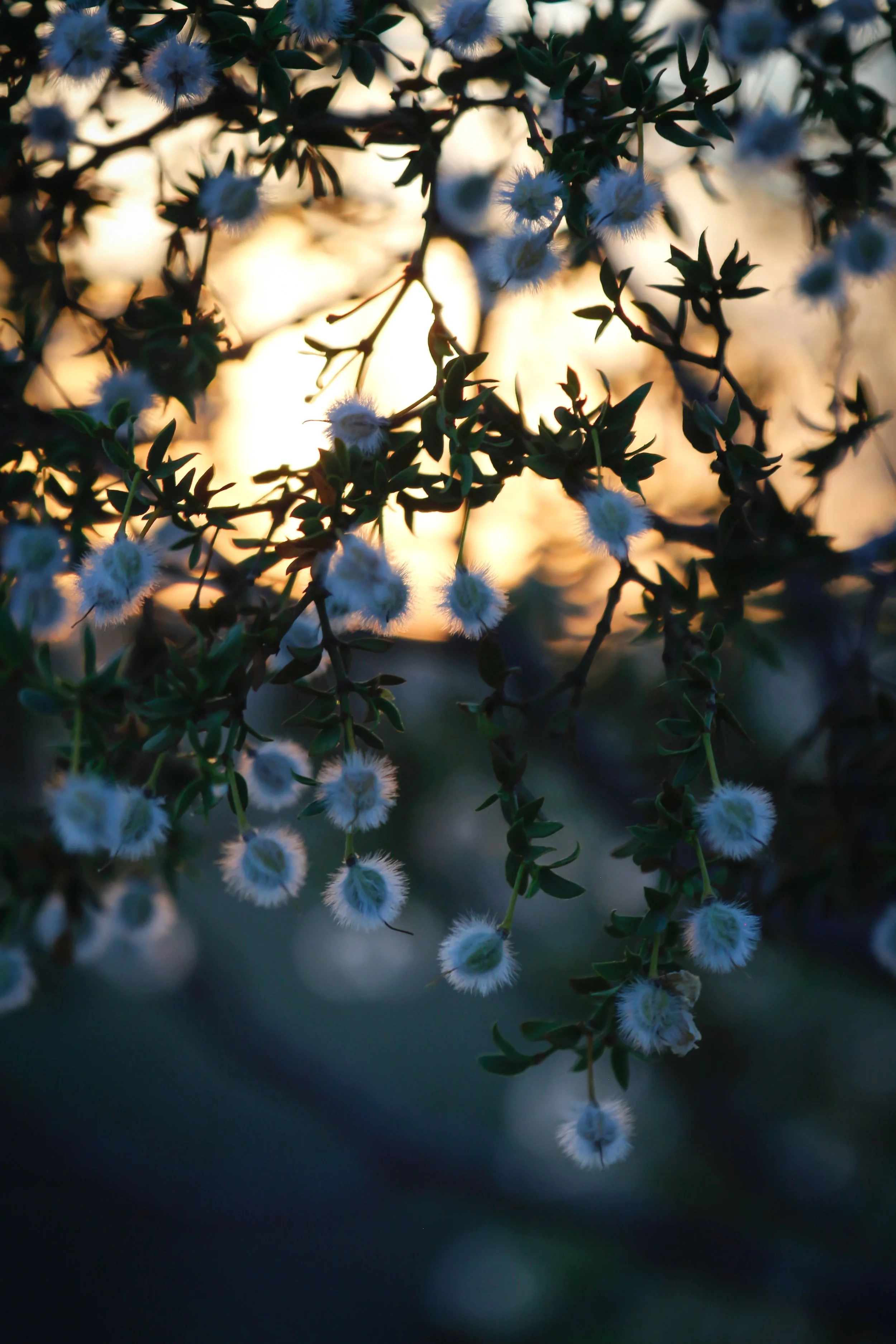 Universe - Holli Z Photography - 1.jpeg