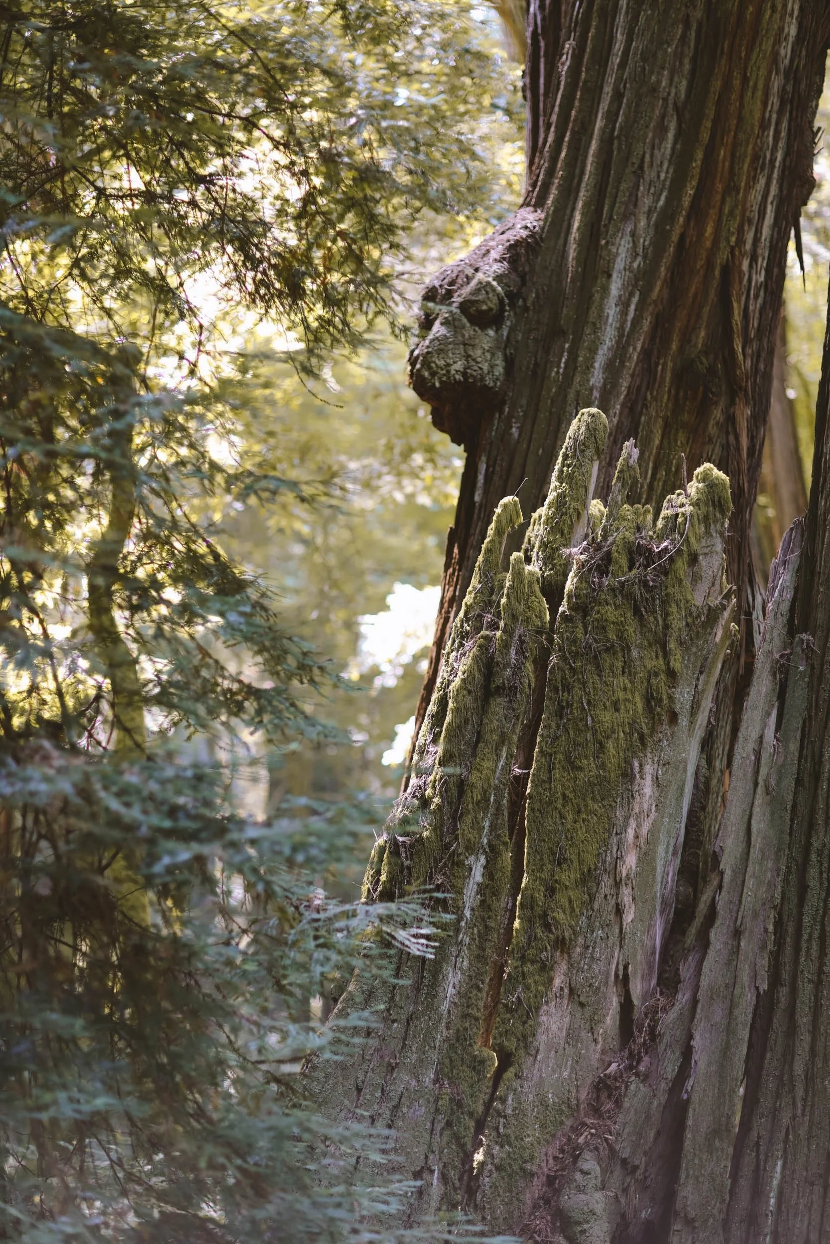 Beaneath Giants Series - 3.jpeg