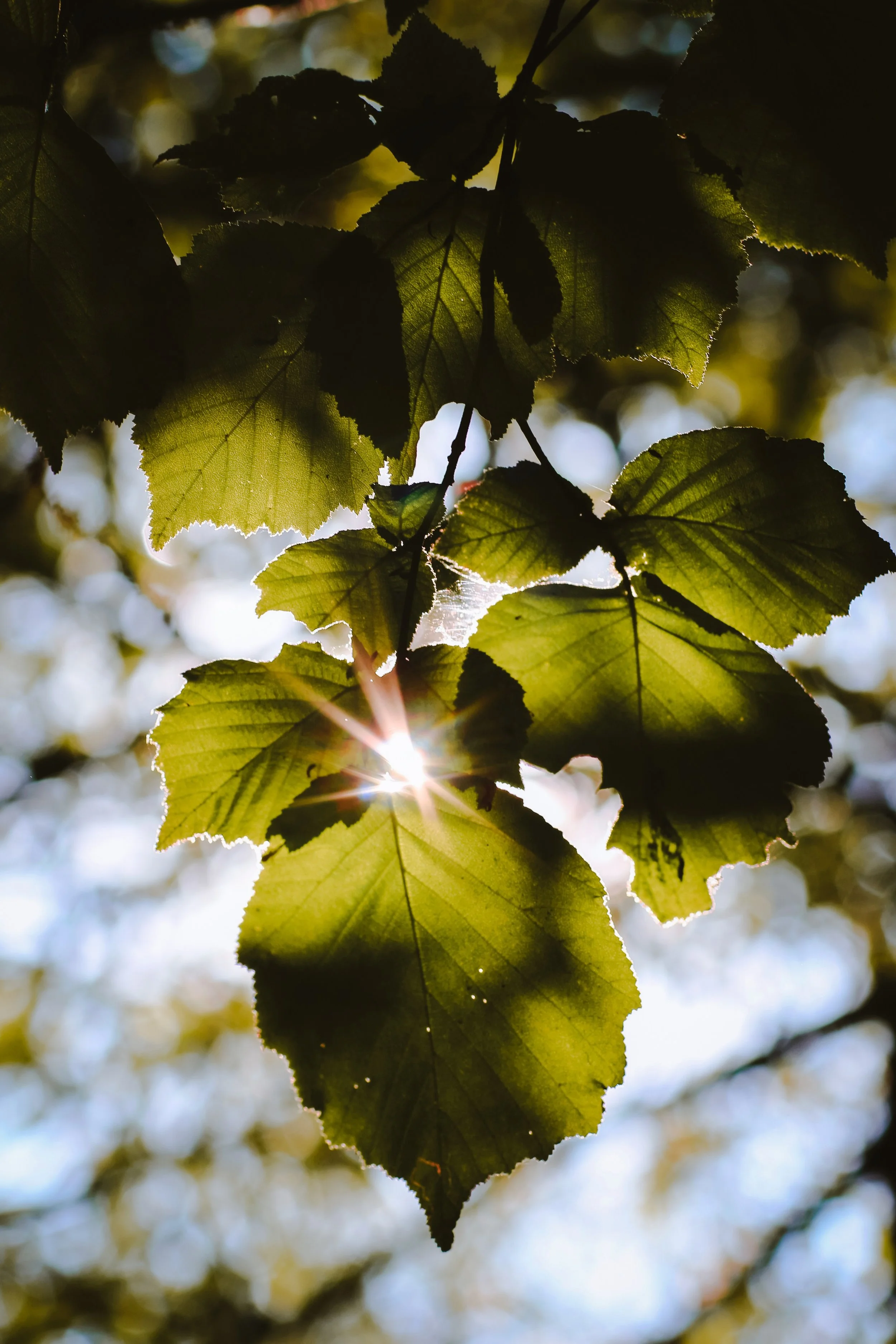 Bright Eyes - Holli Z Photography - 1.jpeg