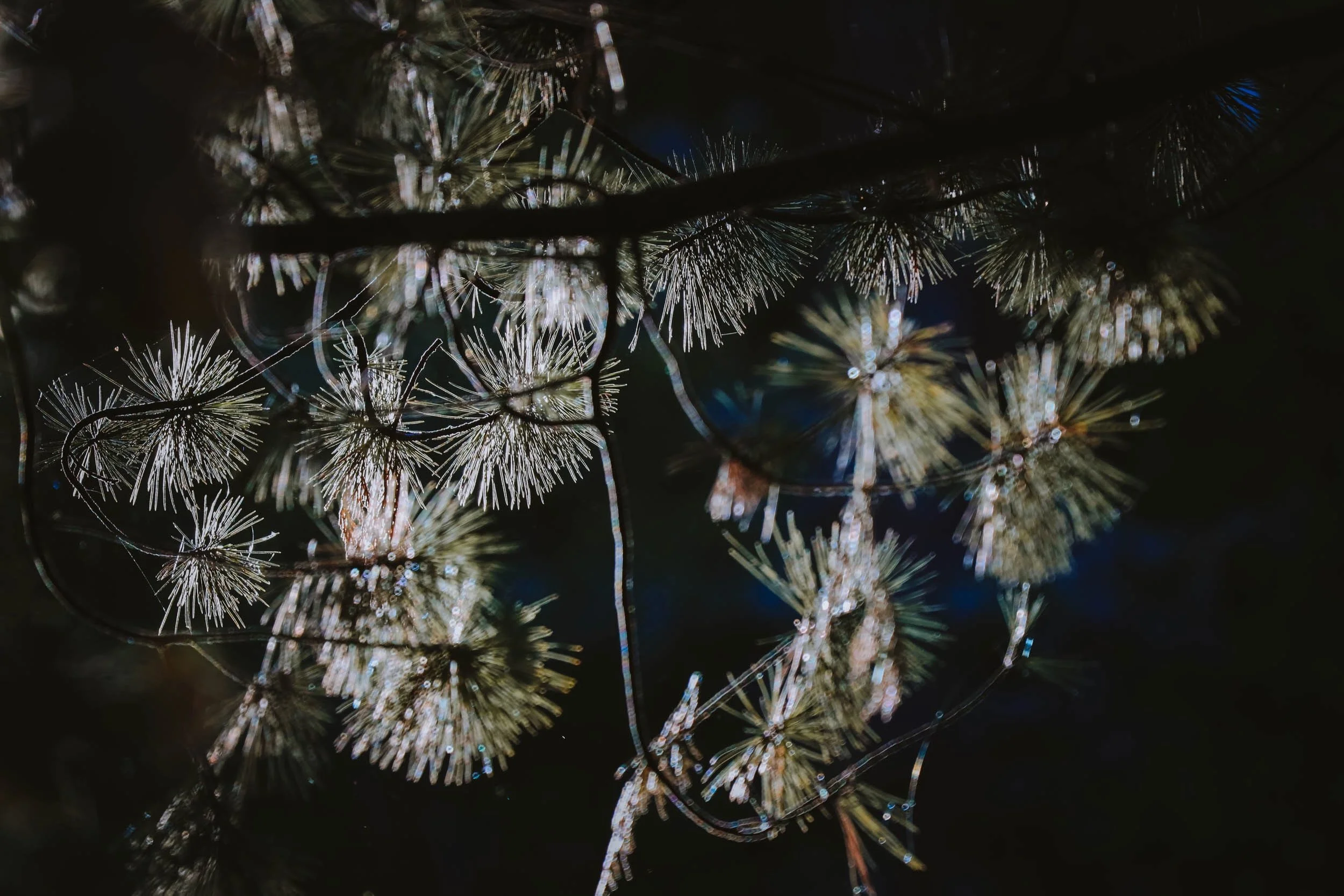 Shifting Shadows - Holli Z Photography - 2.jpeg