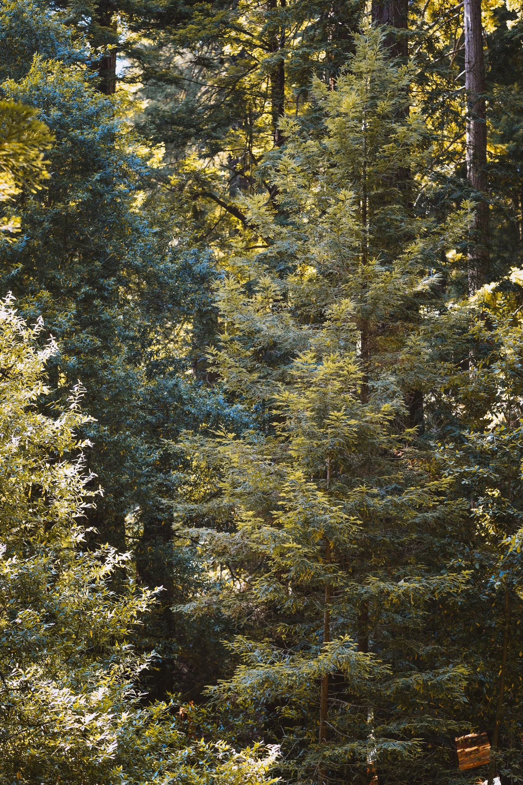 Beaneath Giants Series - 1.jpeg