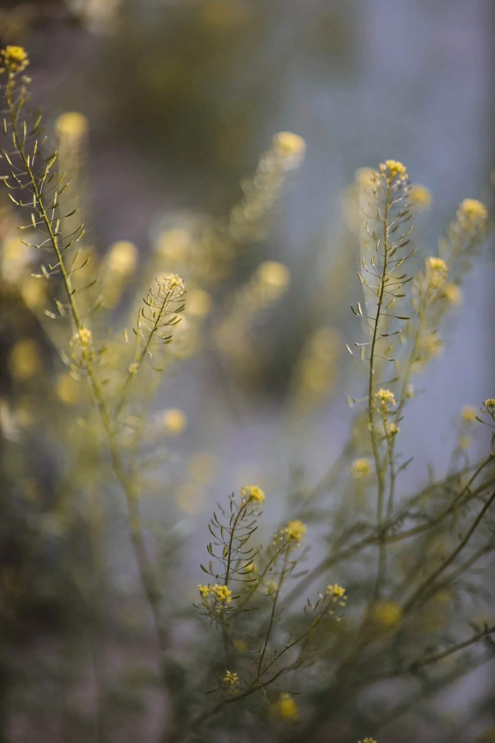 Flow - Holli Z Photography - 1.jpeg