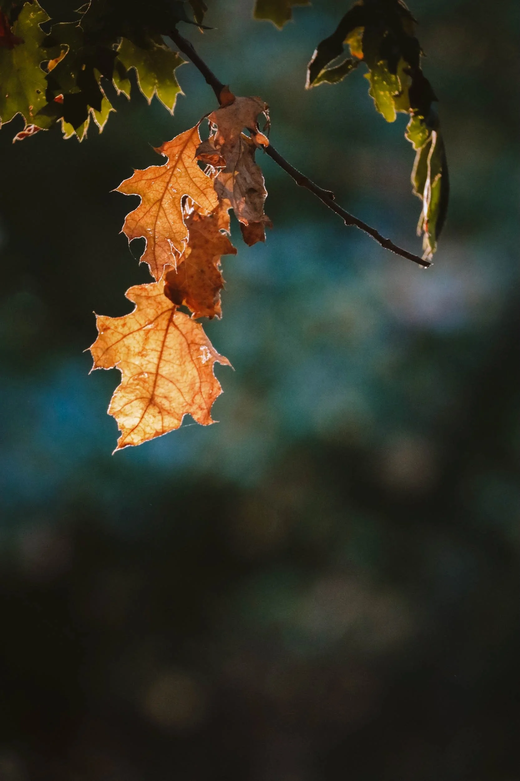 Shifting Shadows - Holli Z Photography - 6.jpeg