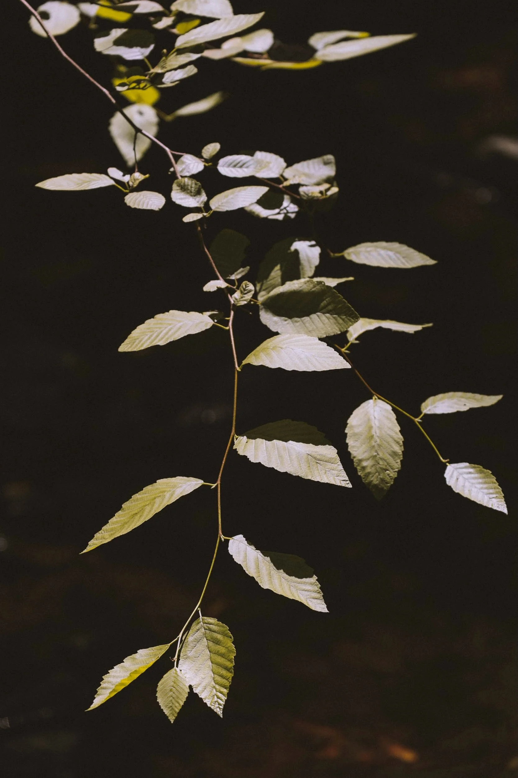 Beaneath Giants Series - 7.jpeg