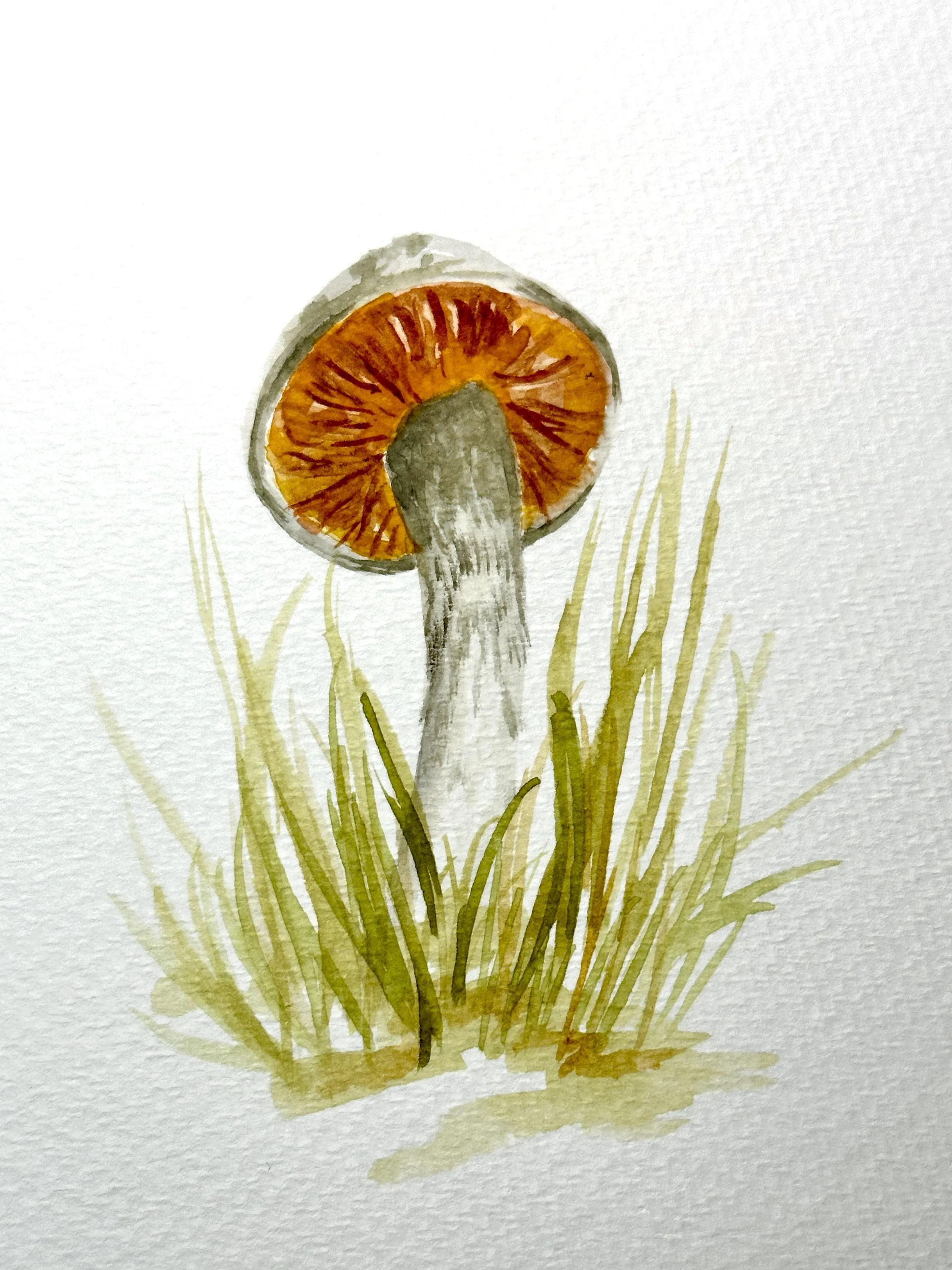 Watercolor Mushrooms at Gladje