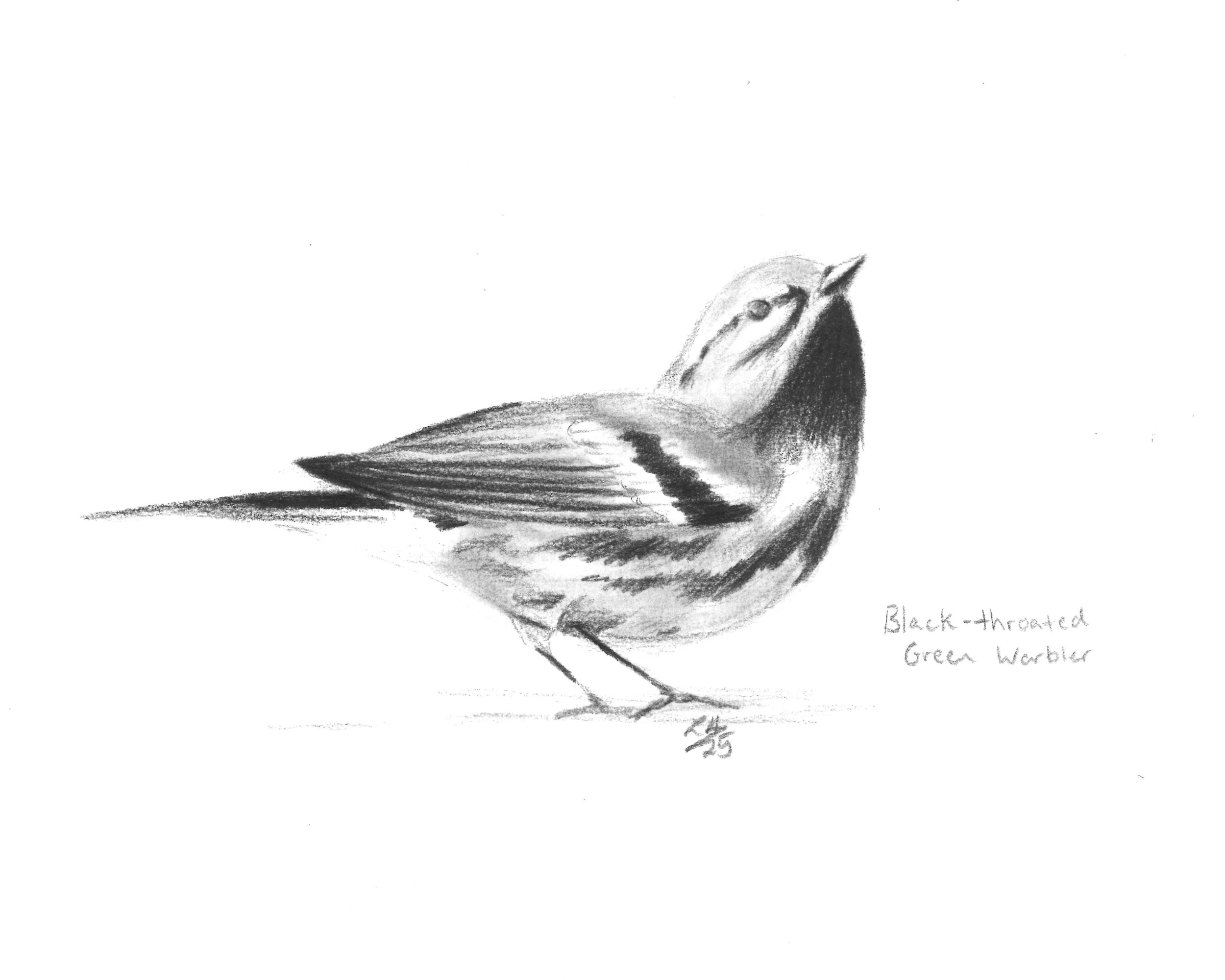 Illustrating Birds in Graphite