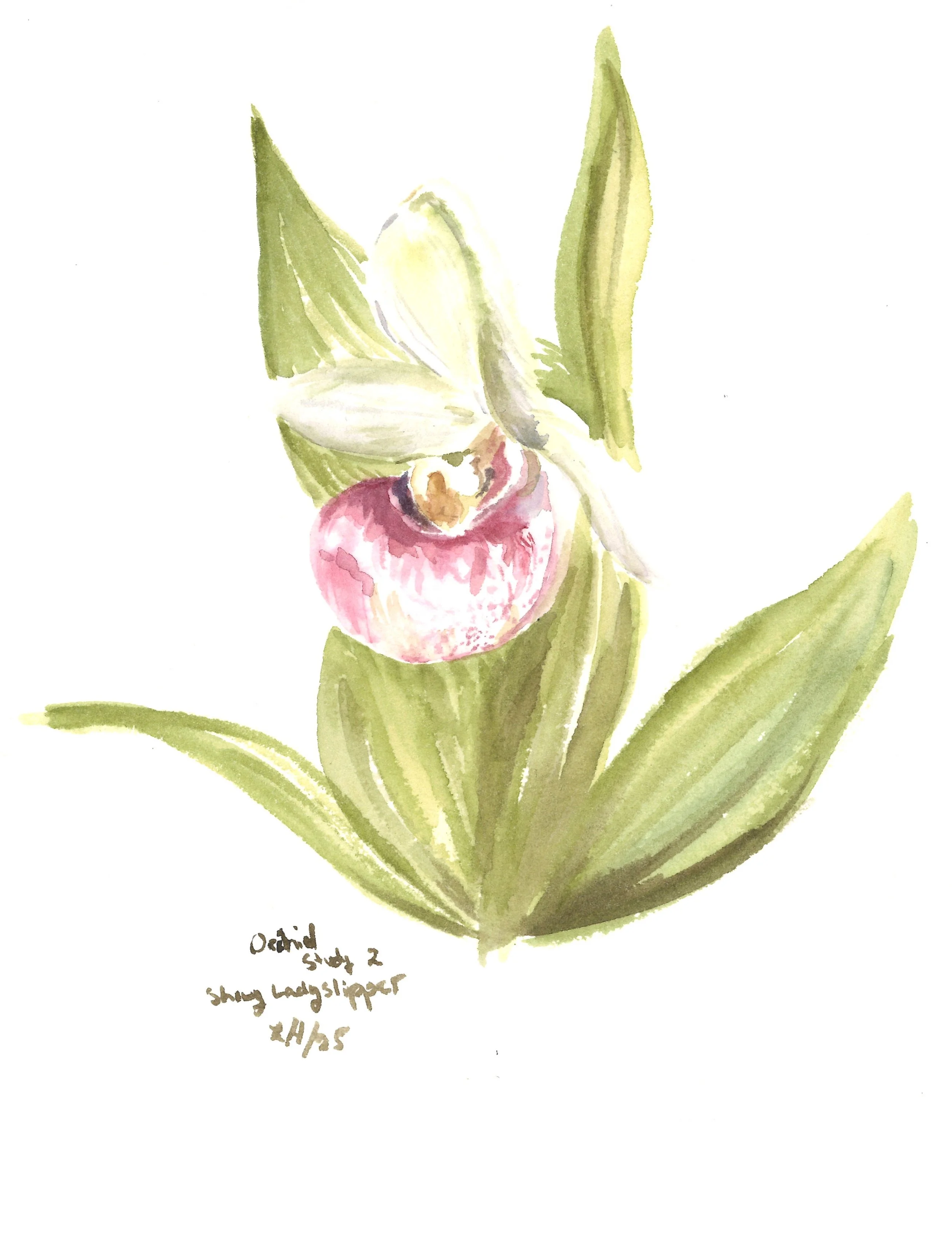 Watercolors in the Bog