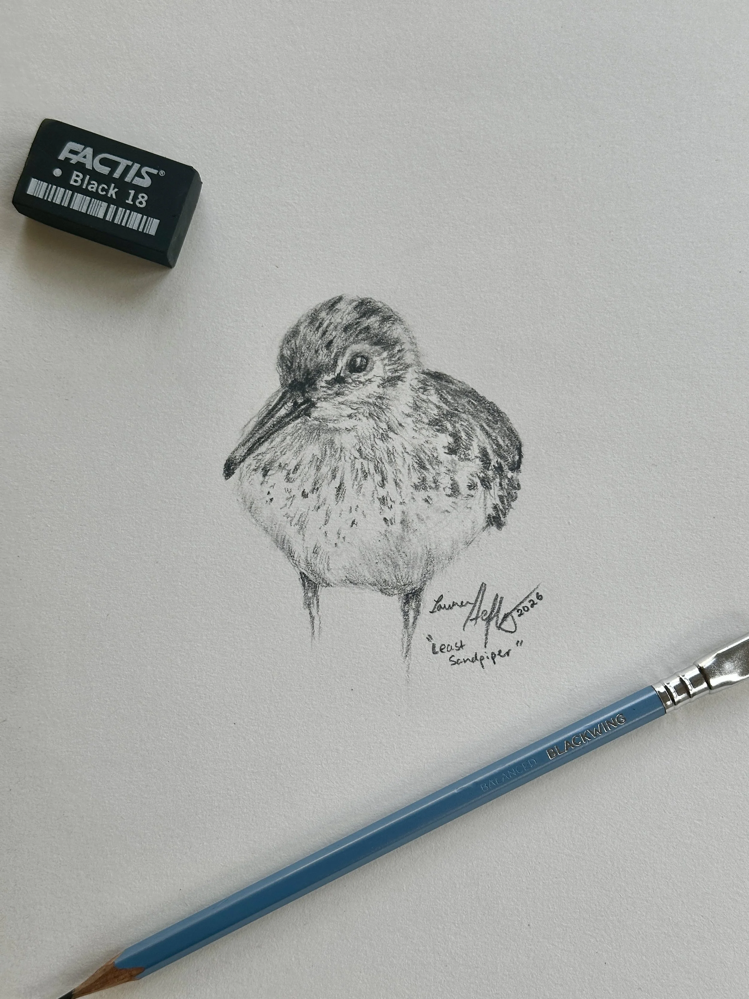 Least Sandpiper - Original Illustration