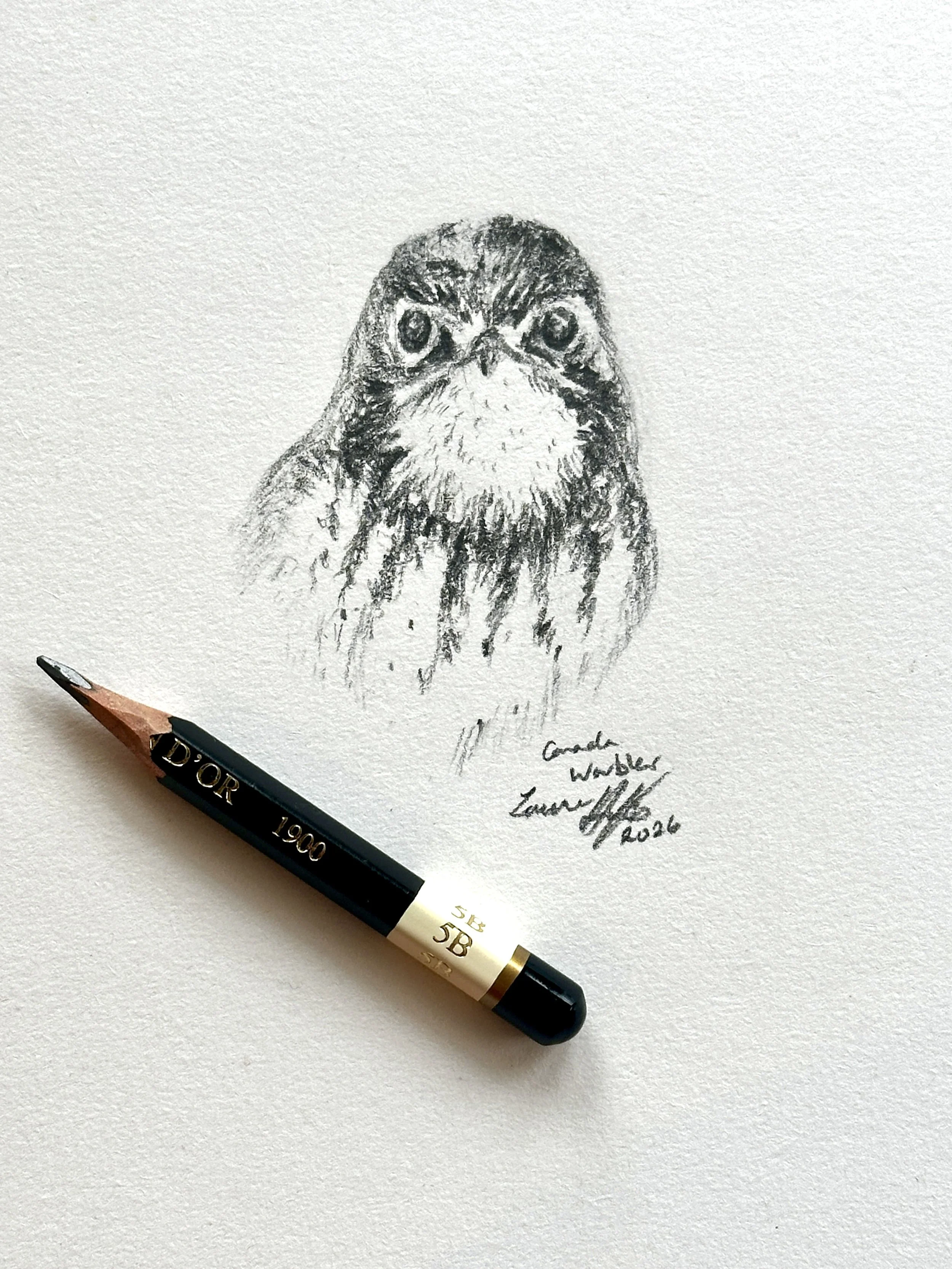 "A Little Wired" (Canada Warbler) - Original Illustration