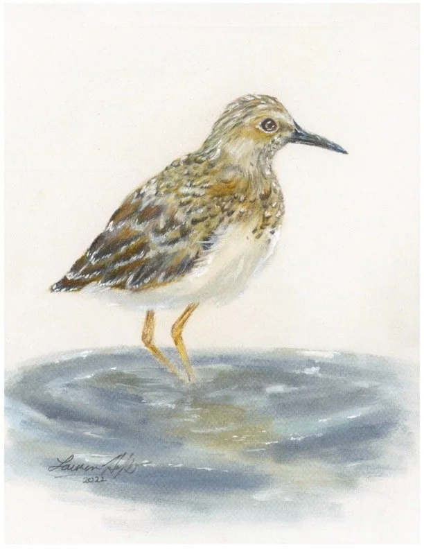Sandpiper Gladje 2022.jpg