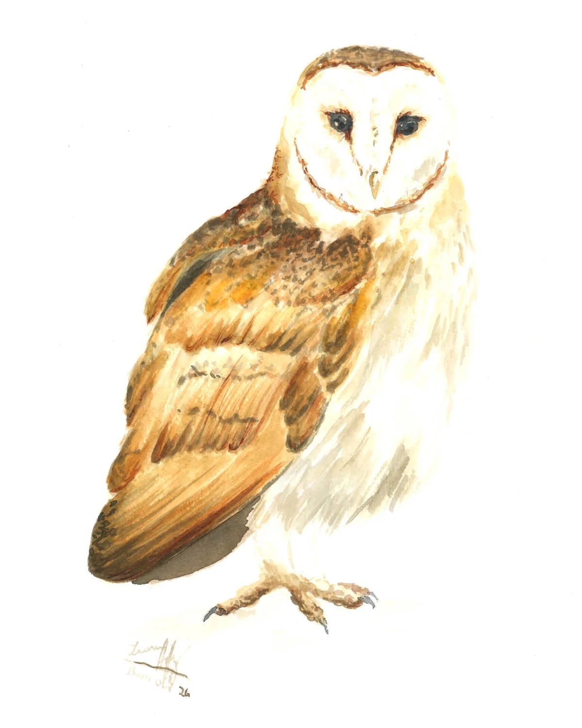 Barn Owl Study - Original Watercolor