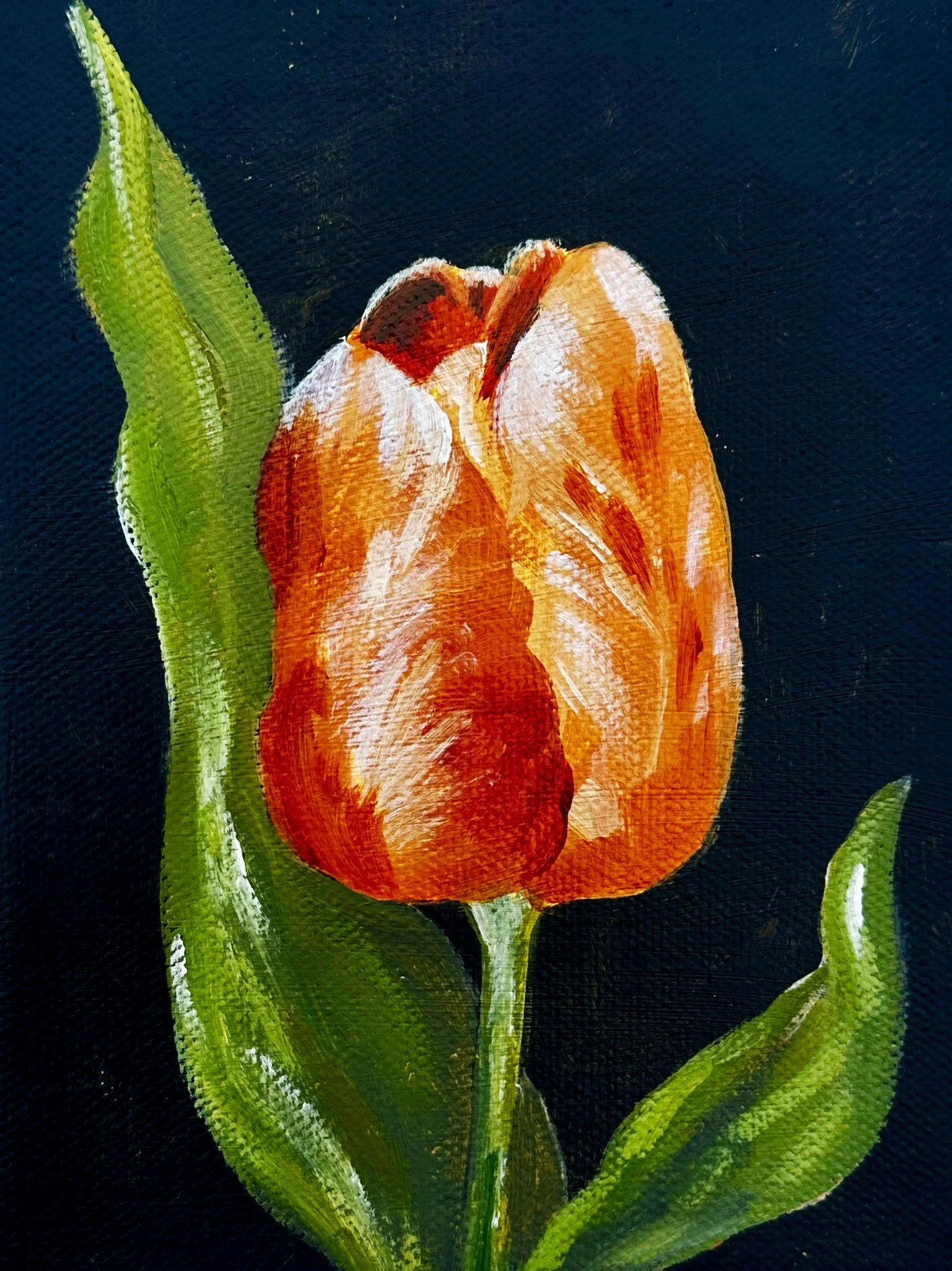 Tulip (1).jpg