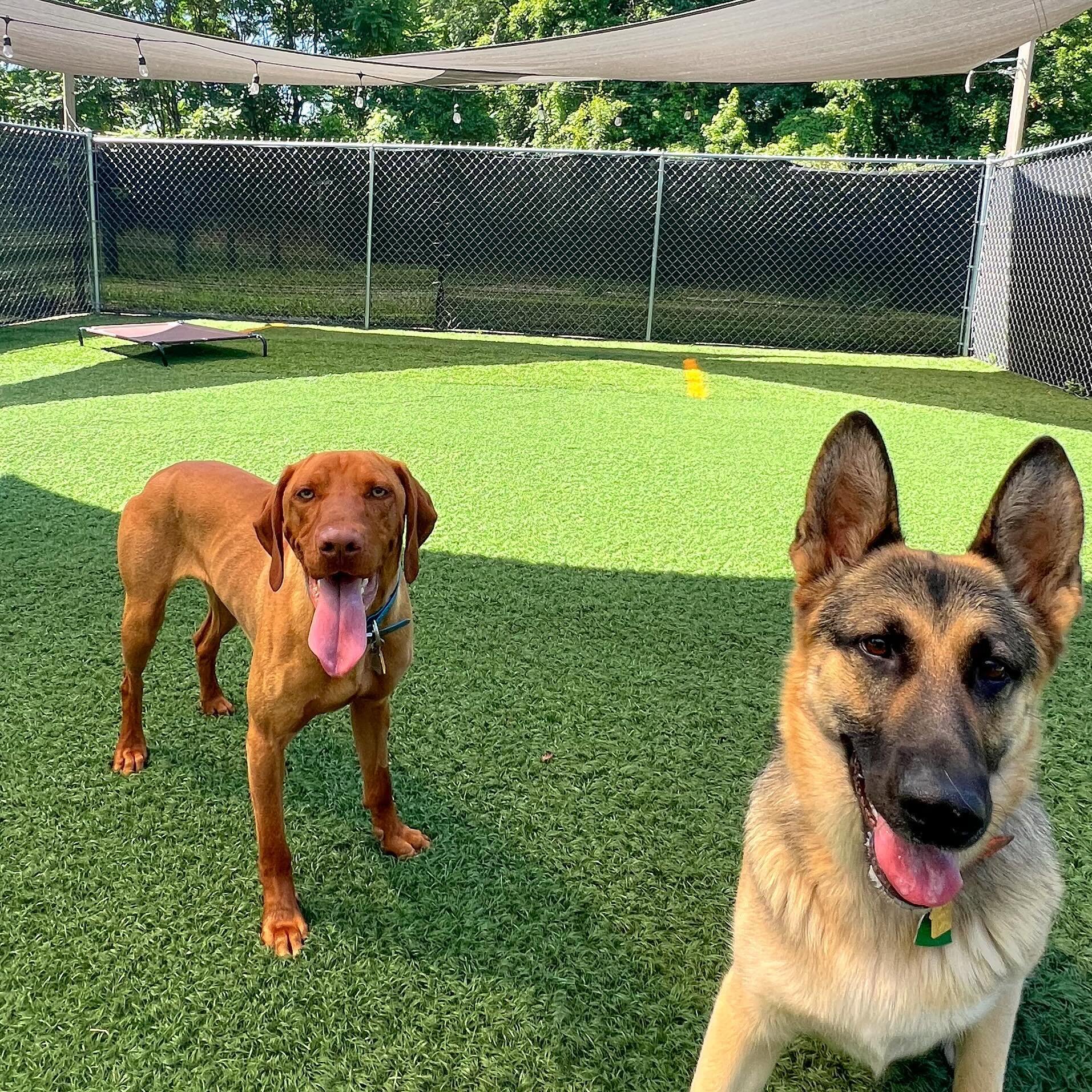 Two new friends for a meet + greet! Having the best day! Book your BFFs vacation now! 

@locallifemagazine 

#Dogboarding #cagefreeboarding #doggievacation #dogdayshotel #dogsofinstagram