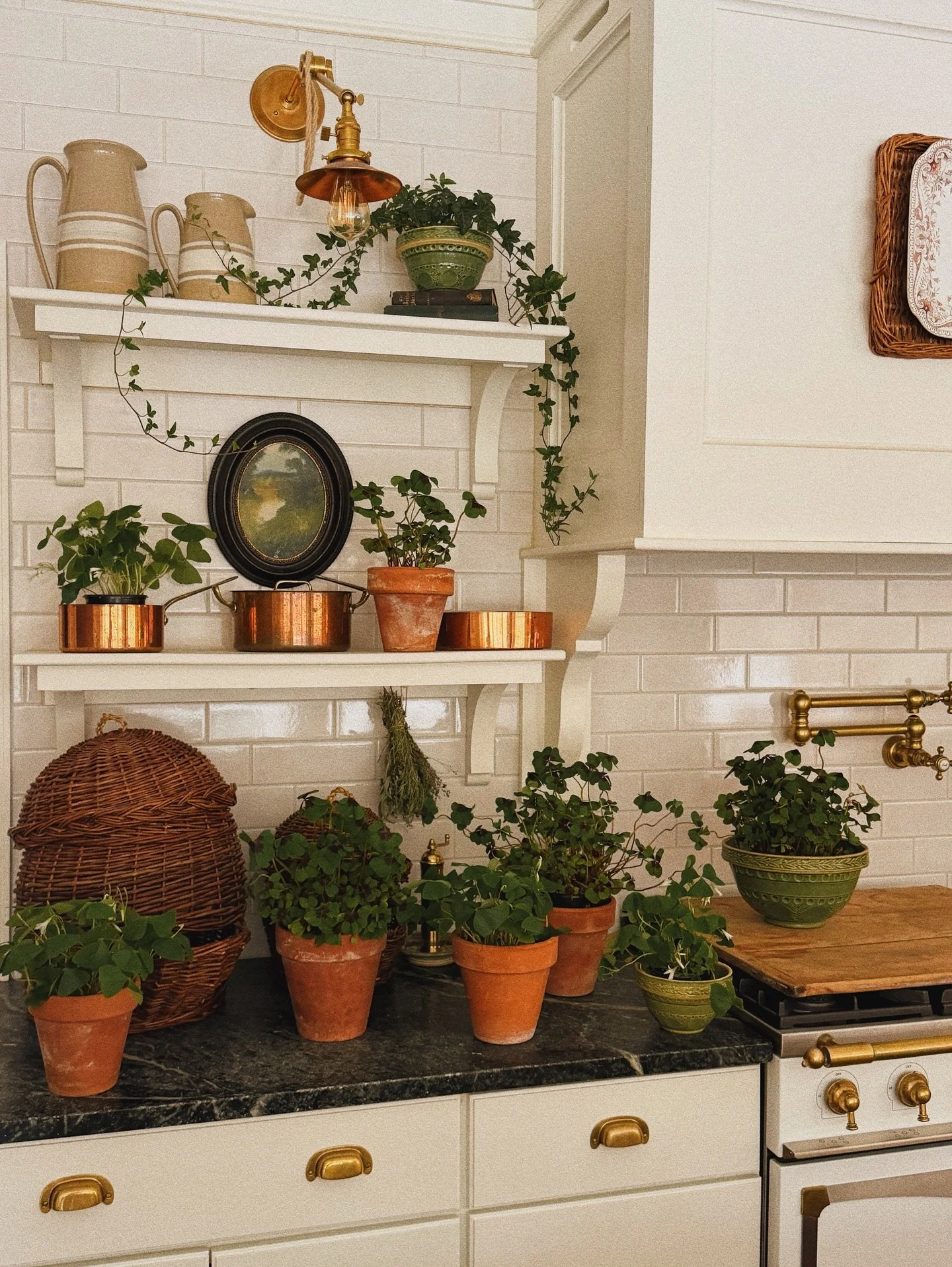 A few pots of clovers to gift to friends, sending a little luck. 🍀✨