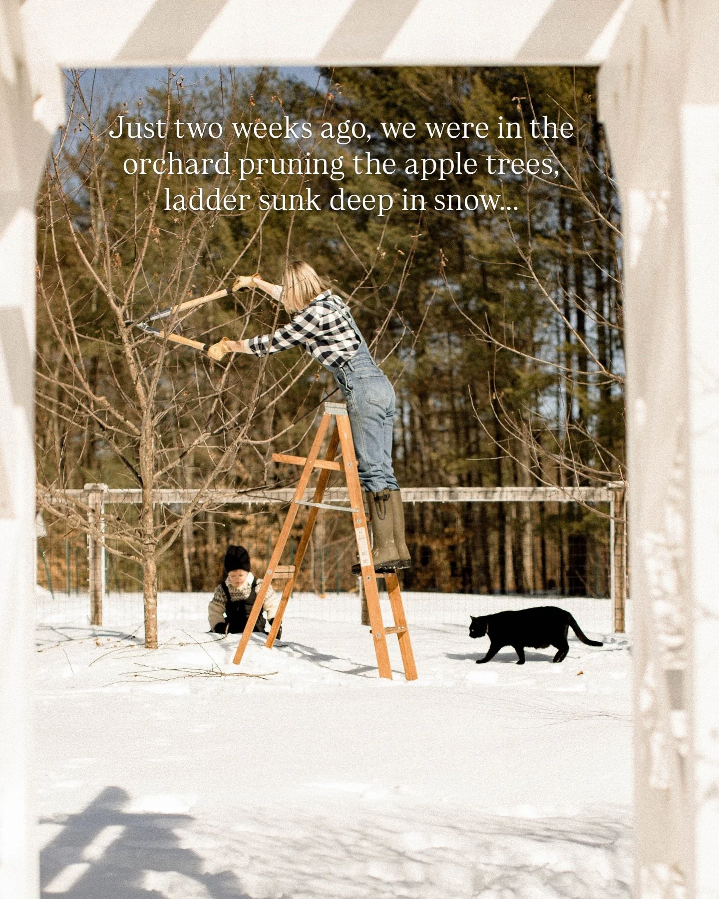 In like a lion, out like a lamb, as they say. Moving our way through March as the sap turns to syrup and the snow to mud. 🤎🦁🪾🐑☕️ #pantryhill Photos: @ivyandtweed