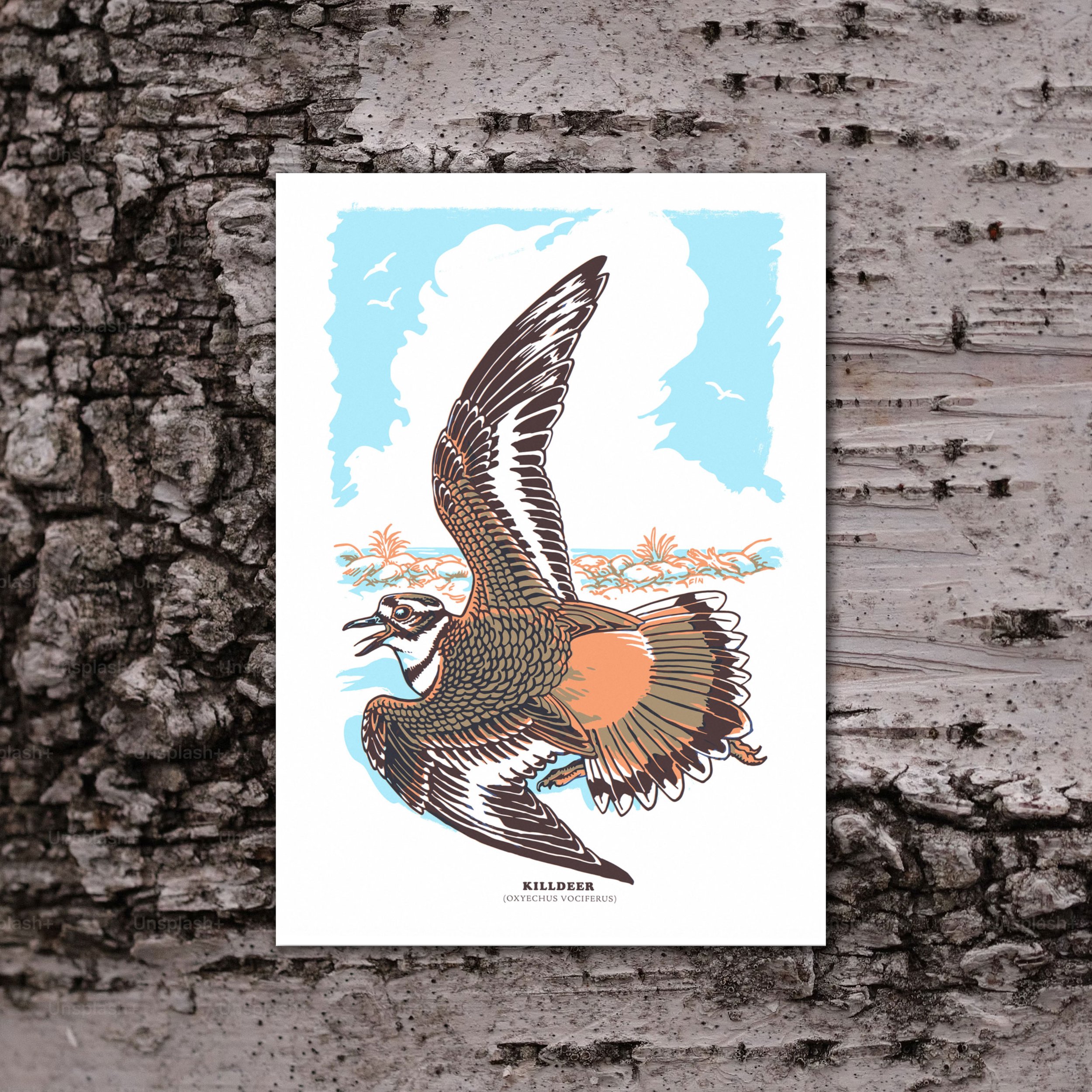 Killdeer_Fin_birch.jpg