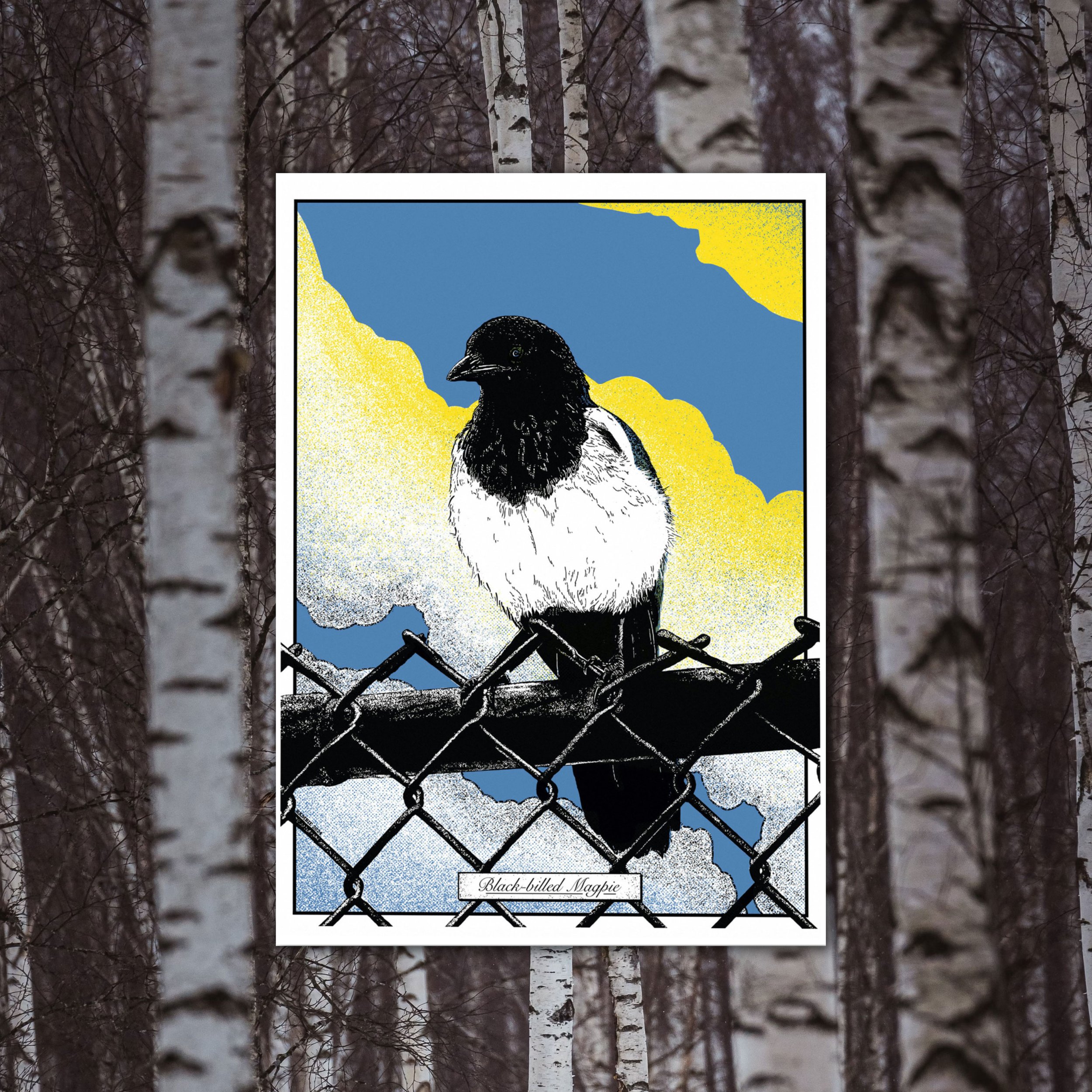 Magpie_Tyler_birch.jpg