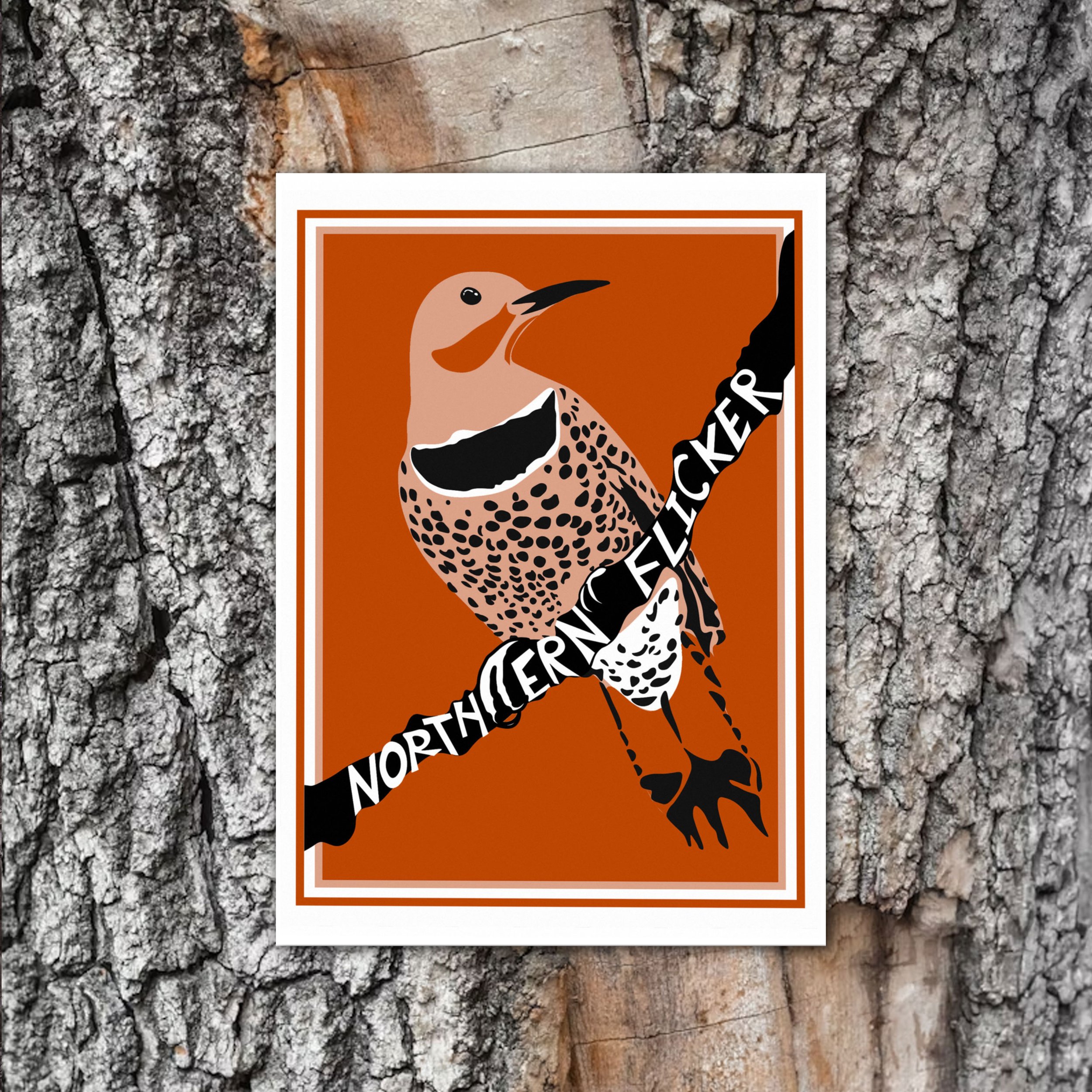 NorthernFlicker_Amanda_birch.jpg