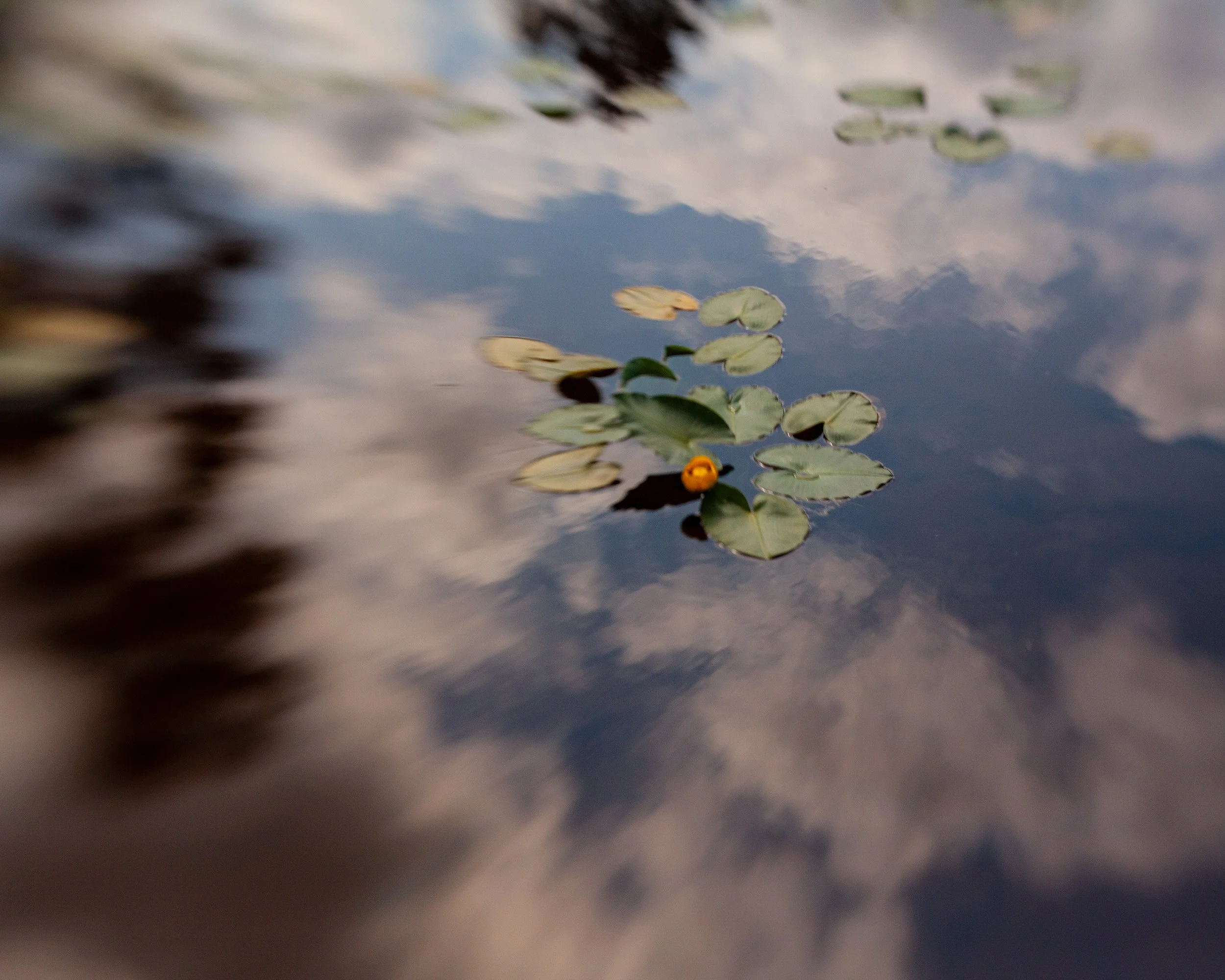 Natura-4.jpg