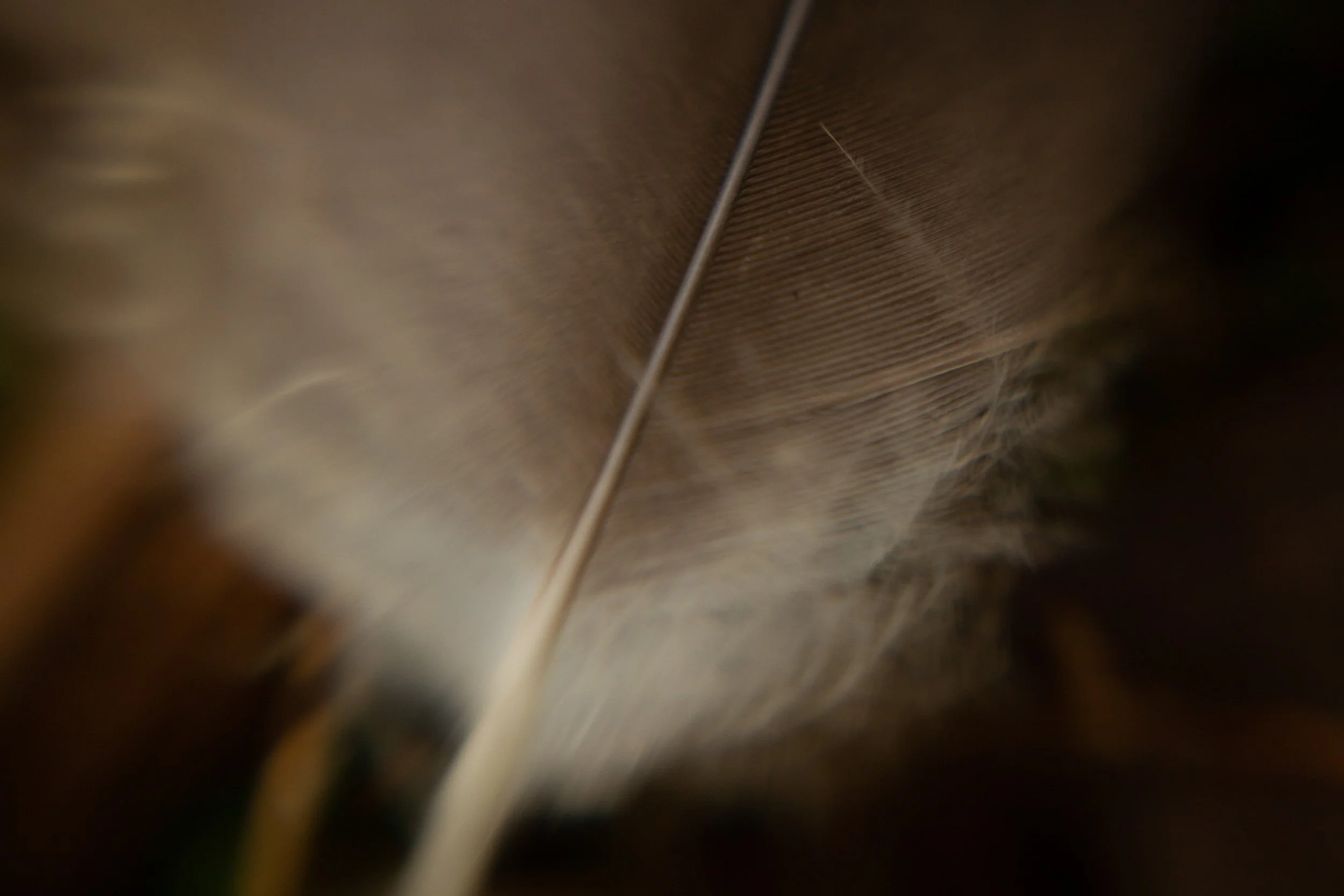 Natura-6.jpg