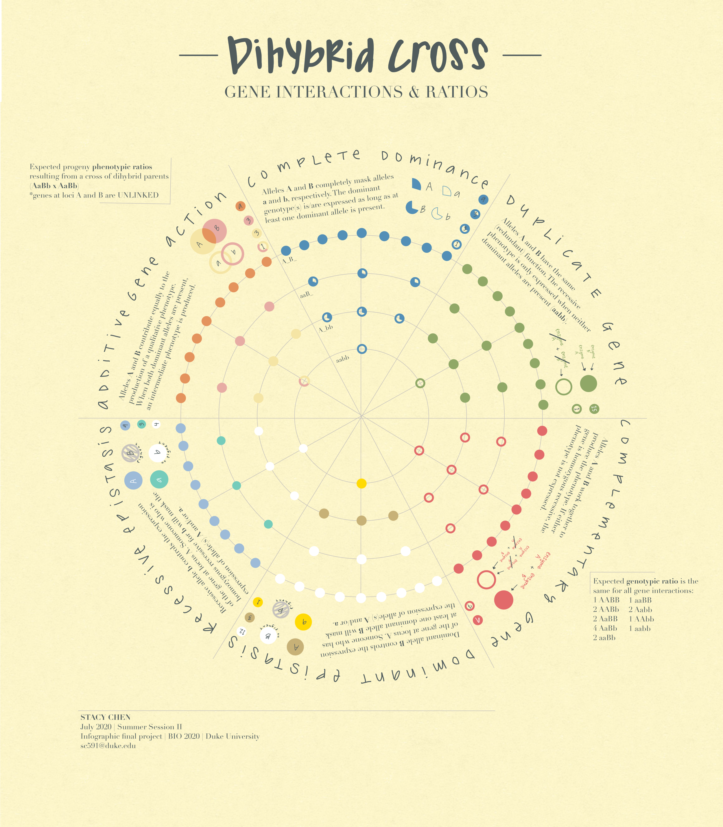 Chen_Stacy_Infographic_small.png