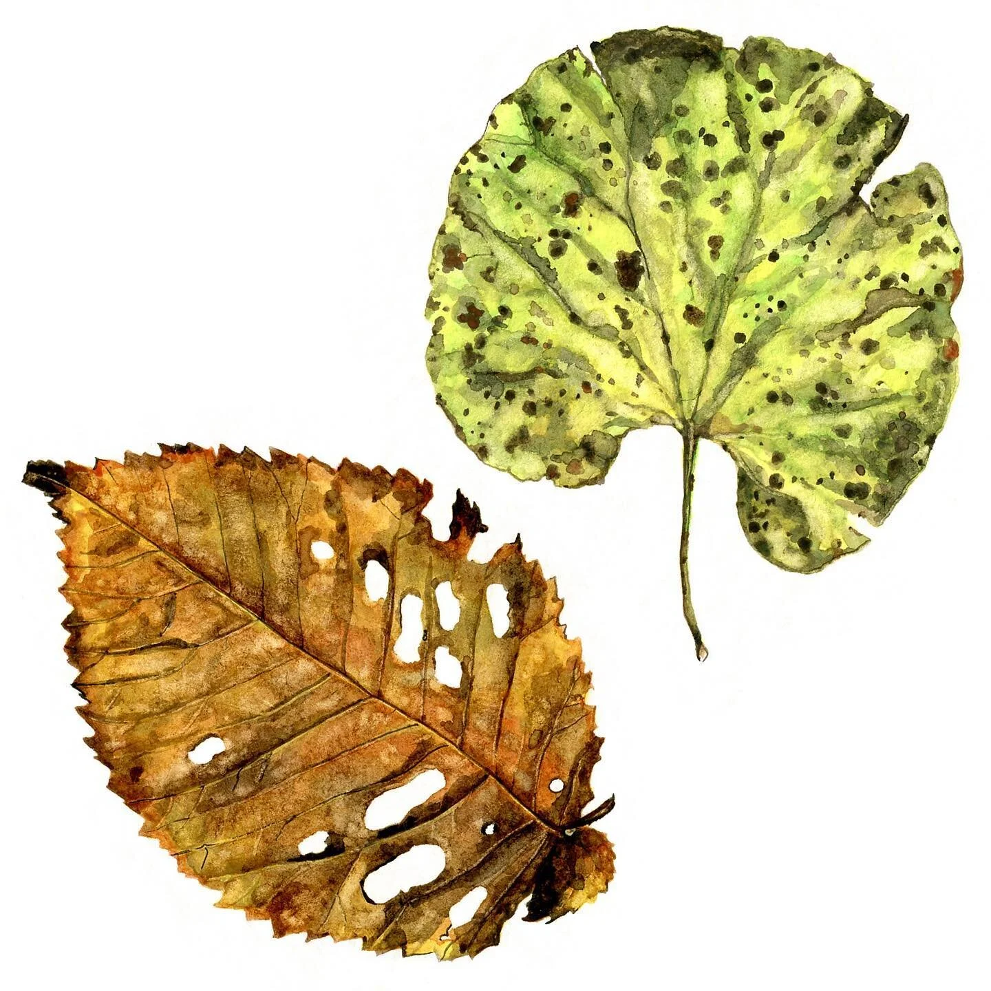 Looking through old work and finding old leaves.